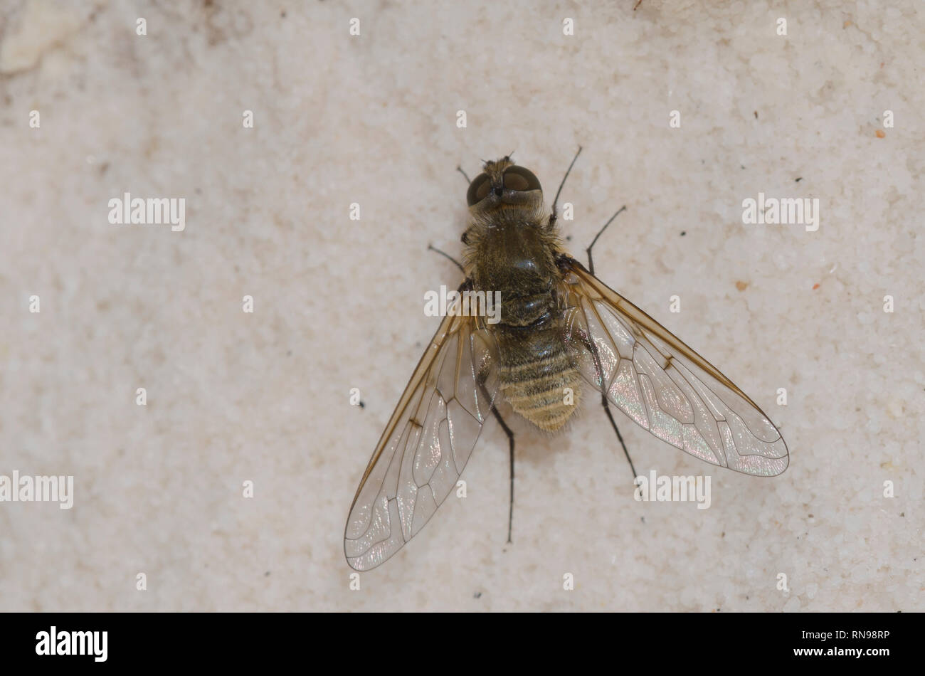 Bee Fly, Anthrax artemesia Foto Stock