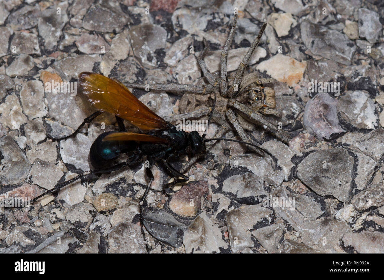 Vespa ragno tarantola falco immagini e fotografie stock ad alta risoluzione  - Alamy