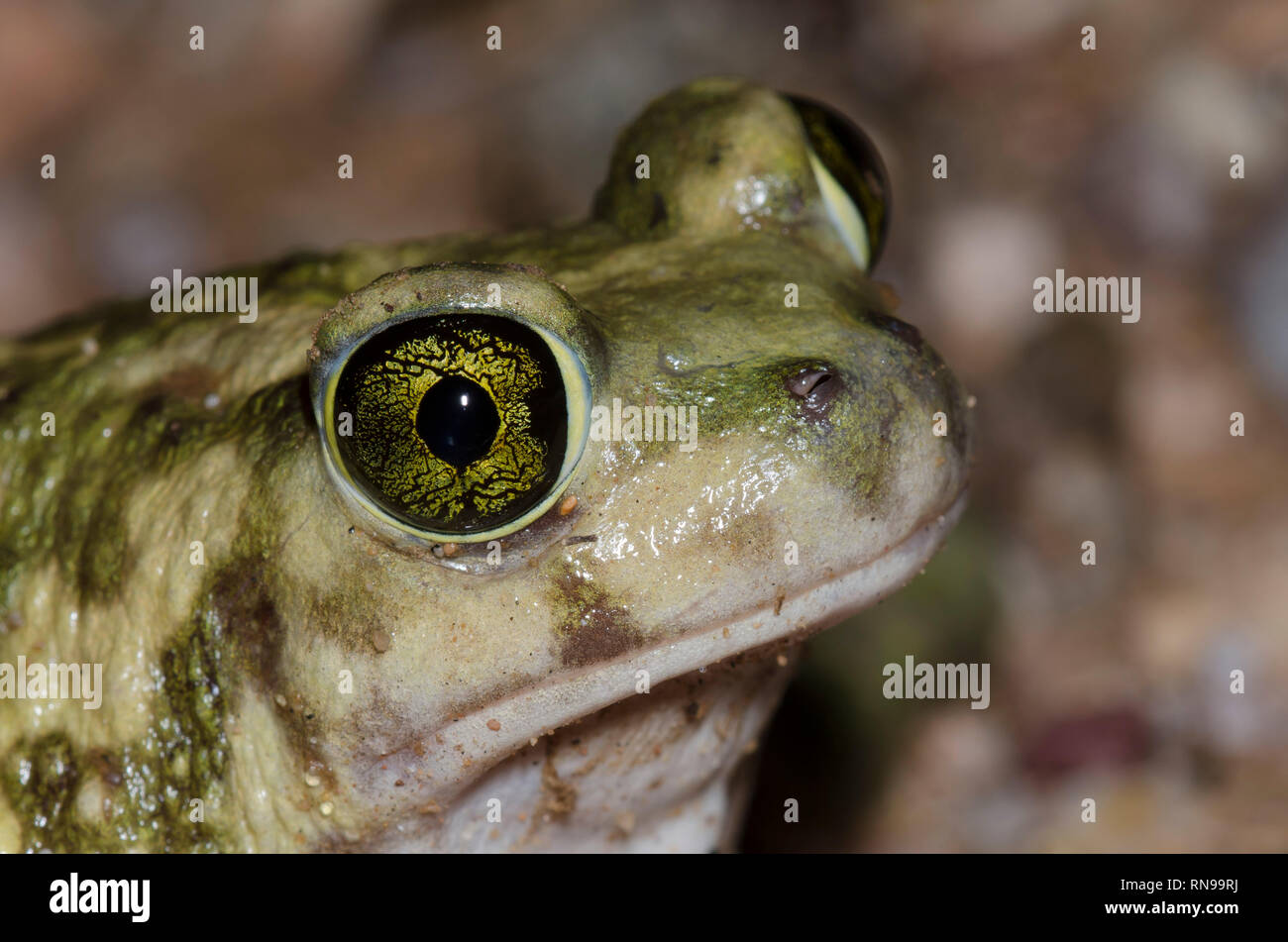 Il lettino spadefoot toad, Scaphiopus couchii Foto Stock