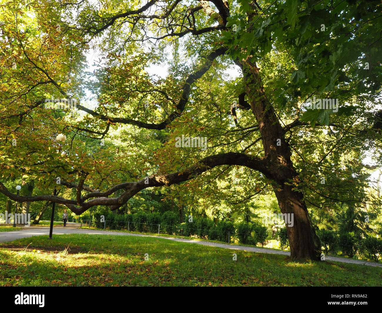 Antica quercia accanto a un percorso su un pendio erboso a Kadriorg Park, Tallinn, Estonia Foto Stock