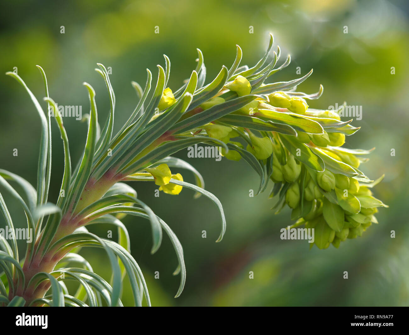 Primo piano di un verde Euphorbia stelo con molla gialla fiori Foto Stock