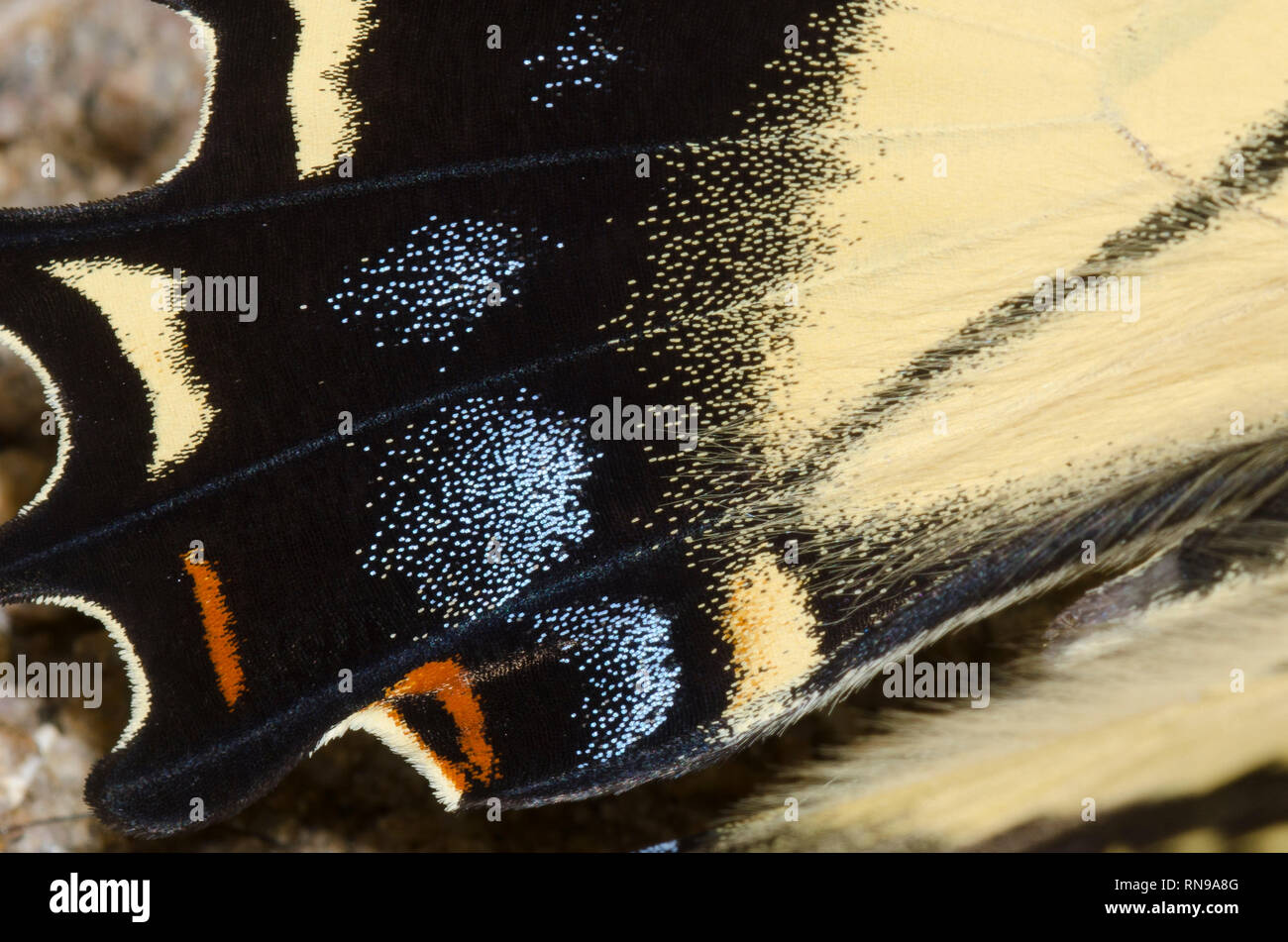 Swallowtail a due code, Pterourus multicaudata, dettagli ali Foto Stock Swallowtail a due code, Pterourus multicaudata, dettagli ali Foto Stock