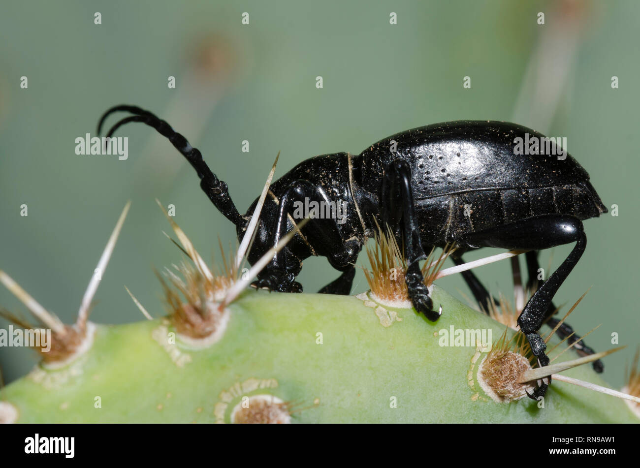 Cactus Longhorned Beetle, Moneilema gigas, il ficodindia, Opuntia sp. Foto Stock