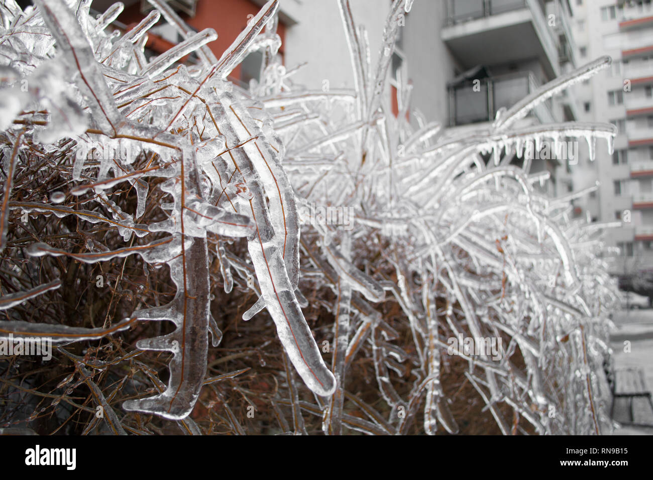 Primo piano della siepe ricoperta di ghiaccio in inverno. La profondità di campo di una macro di frozen rosso/arancione boccola sottile rami. Urban edificio alto in Foto Stock