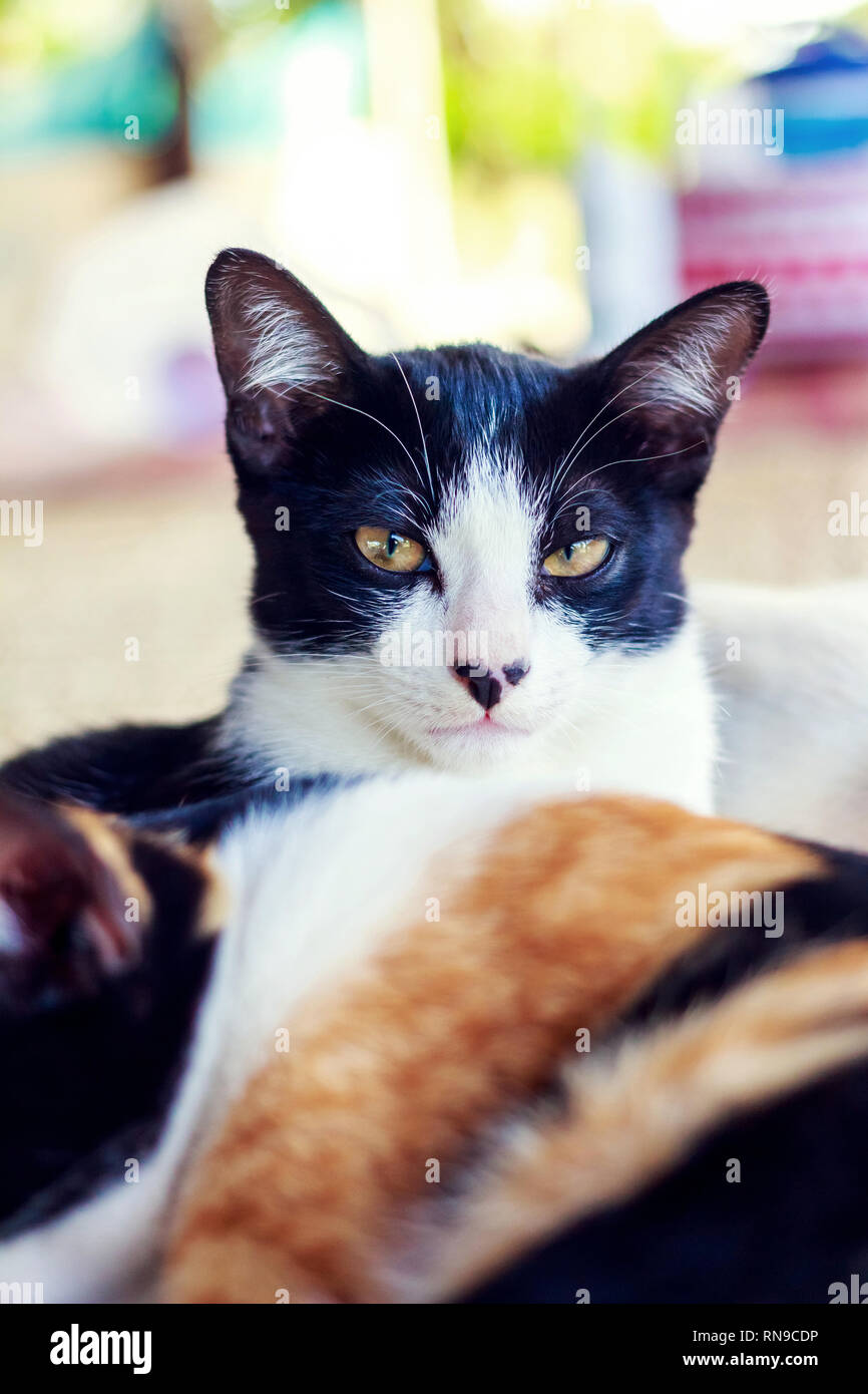 Carino in bianco e nero gatto foto interni Foto Stock