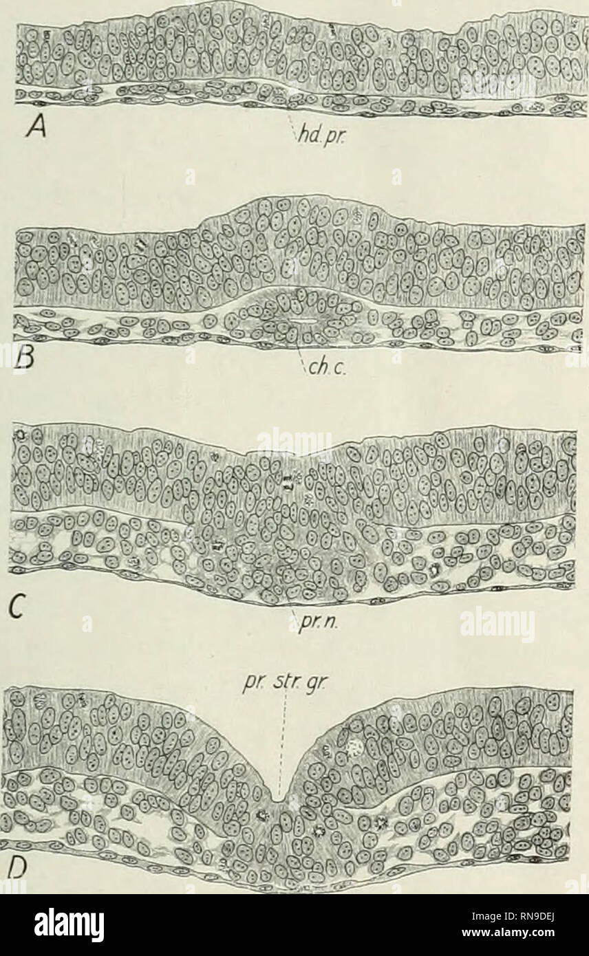 Il Record Di Anatomica Anatomia Anatomia Detelopment Di