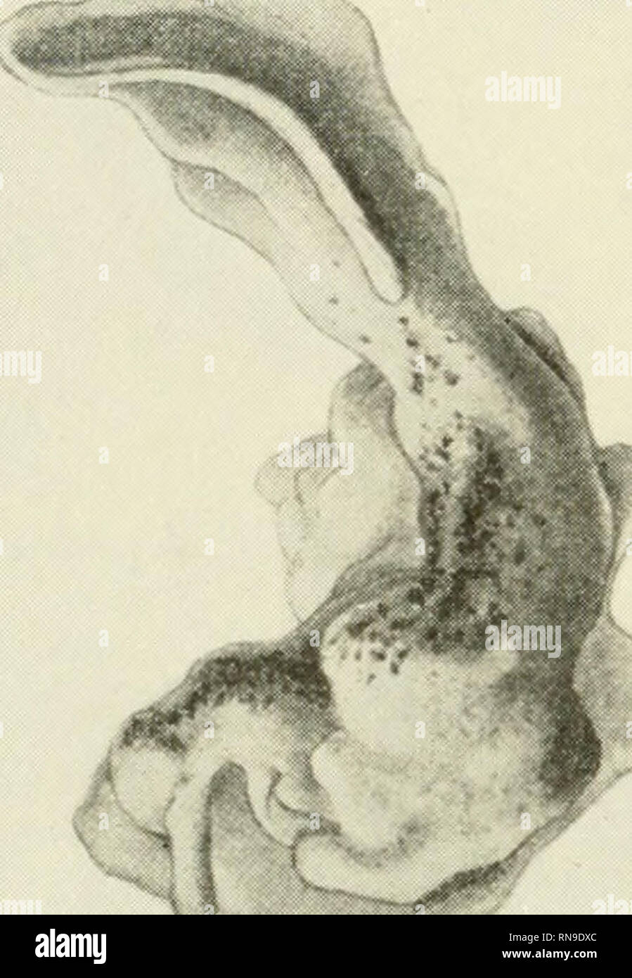 . Analisi di sviluppo. Embriologia; embriologia. 262 embriogenesi: differenziazione progressiva tained con Triturus fegato che sono basati su un siifficient statisticamente il numero di casi (185). Per quanto riguarda l'host influenza è interessato, la grande quantità di dati sul rene di topo ha dato molto gli stessi risultati. Nella figura 90 la distribuzione dei vari in- duced strutture oltre l'host è tracciata secondo quattro livelli cephalocaudal. Non è stata fatta alcuna distinzione tra diretta e indiretta di induzioni; per esempio, l'orecchio elencati vescicole avrebbe potuto essere indotto direttamente mediante innesto o indirettamente da h Foto Stock