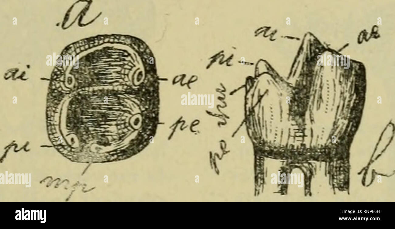 . Anales del Museo Nacional de Buenos Aires. Storia naturale; storia naturale. AMEGHINO: LES FORMATIOXS SÉDBIEXTAIEES. 435 port aux persistantes et leur conformazione identique à celle de rhomme. Comme le montre tres bien la figura 330, les rempla- zantes de VHomunculus (m, 2, 3, 4) sont constituées -par lobo onu antérieur plus haut trois tubercules (ma, ai, ae) renfermant onu petit creux au milieu, et onu postérieur lobo plus bas, renfermant aussi onu creux et présentant deux tubercules (pe, pi). Les deux pointes ou principaux tubercules de la Dent sont les denticules ae, ia. Ces ammaccature ont une s Foto Stock