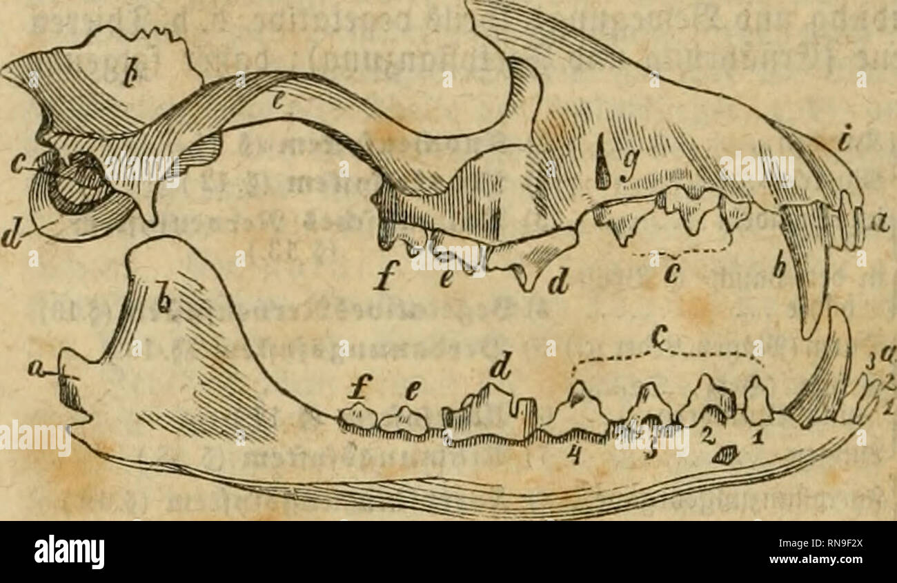 . Analytischer Leitfaden für den ersten wissenschaftlichen Unterricht in der Naturgeschichte. Animali. 9iaturgefc{)irf)te beß 2:{)ierrei(f)9 (3ooIogie). 11. 3äÖne ^ei|en ferner f(i)meljfaltige (gig.39.), BCR tuenn ©cl)nielj bic 3af)n= fubftan} burd)bringenbe galten bilbet; jufammengcfetjte, tüenn bie ©rf)meIjfaU tcn bie ^äl}nc in esso)rer ganjen öreite burci)fet3cn, fo ba% btx ^A)n anö [)inter ein= anbcr geftellten fenfred^dieci Sßiatten befielet. ©ci)neibenbe, jufamnienge = brücfteSacfen3äl)ue (gig. l,c-f.) beuten auf §Icifd}naf)rnng (Äafien u. ^unbe), f j)i Ijb 6cf erigc auf3nfeftcnnal)rung (©ho Foto Stock