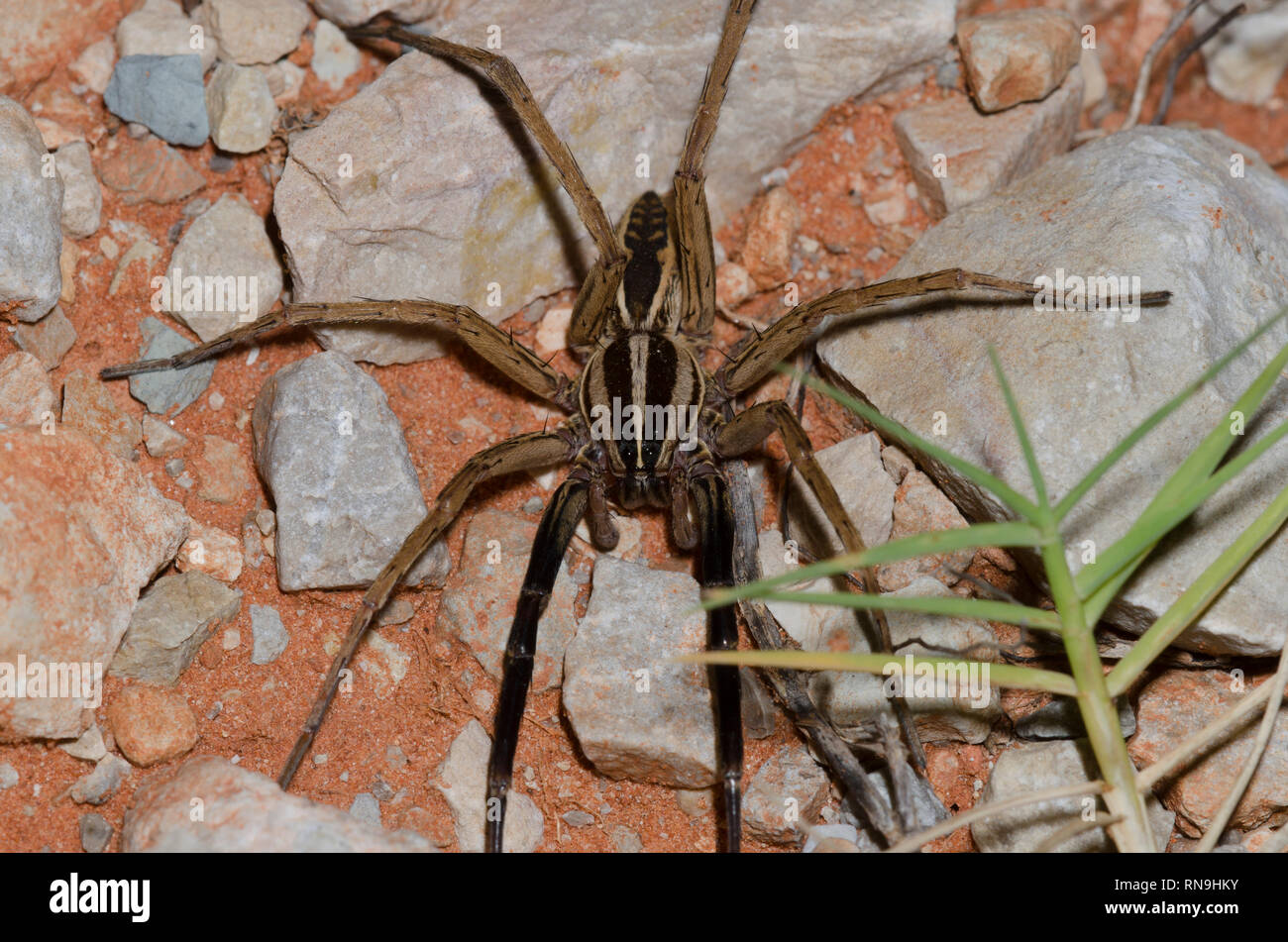 Lupo rabbioso Spider, Rabidosa rabida, maschio Foto Stock