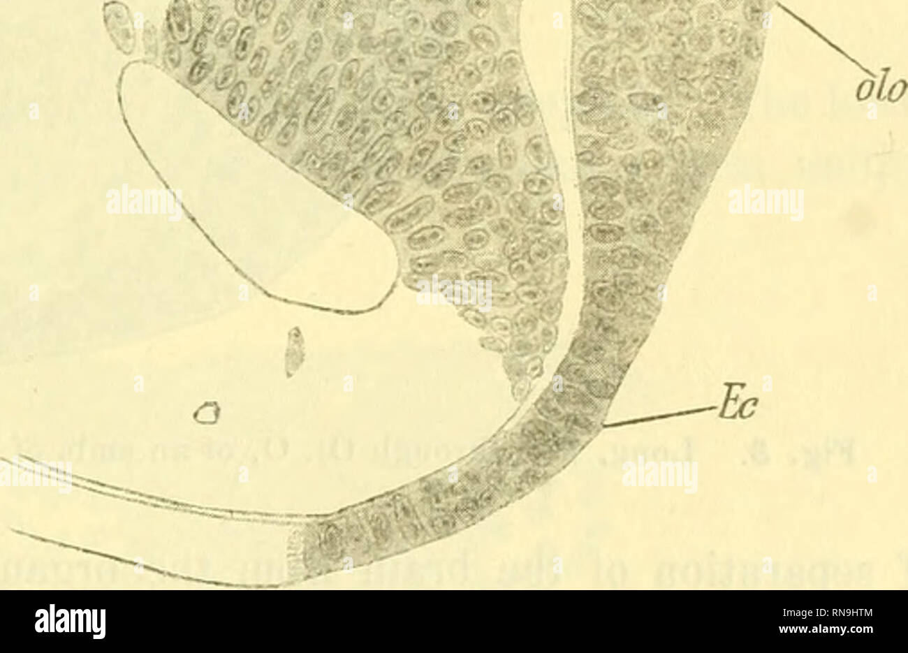 . Anatomischer Anzeiger. Anatomia, comparativo, Anatomia, comparativo. /Nc neuroporus e organo olfattivo in embrioni di pulcini, quale posizione V. cellule di Kupffer (4) ha confermato per quanto riguarda Acipenser. Il ectoderm è visto notevolmente ispessita e è ancora collegato con il cervello in una macchia attraverso righe di celle. Le cellule di cui l'organo consiste sono generalmente ancora rotonde e hanno l'aspetto di ordinaria embrionale di tis- querelare ma qua e là tra le cellule con- necting organo e il cervello (Fig. 2 N C) 2i cella può essere trovato che presenta una forma allungata inizio per inviare processi. Il successivo Foto Stock