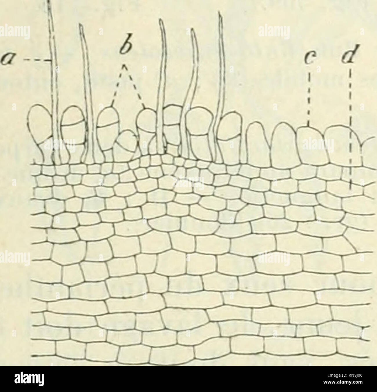 . Anatomie et physiologie végétales à l'usage des étudiants en sciences naturelles des Universités, des élèves à l'Institut agronomique, des écoles d'agricoltura, ecc. Anatomia vegetale; la fisiologia vegetale. . Si prega di notare che queste immagini vengono estratte dalla pagina sottoposta a scansione di immagini che possono essere state migliorate digitalmente per la leggibilità - Colorazione e aspetto di queste illustrazioni potrebbero non perfettamente assomigliano al lavoro originale. Belzung, Ernest Ferdinand, 1859-. Parigi F. Alcan Foto Stock