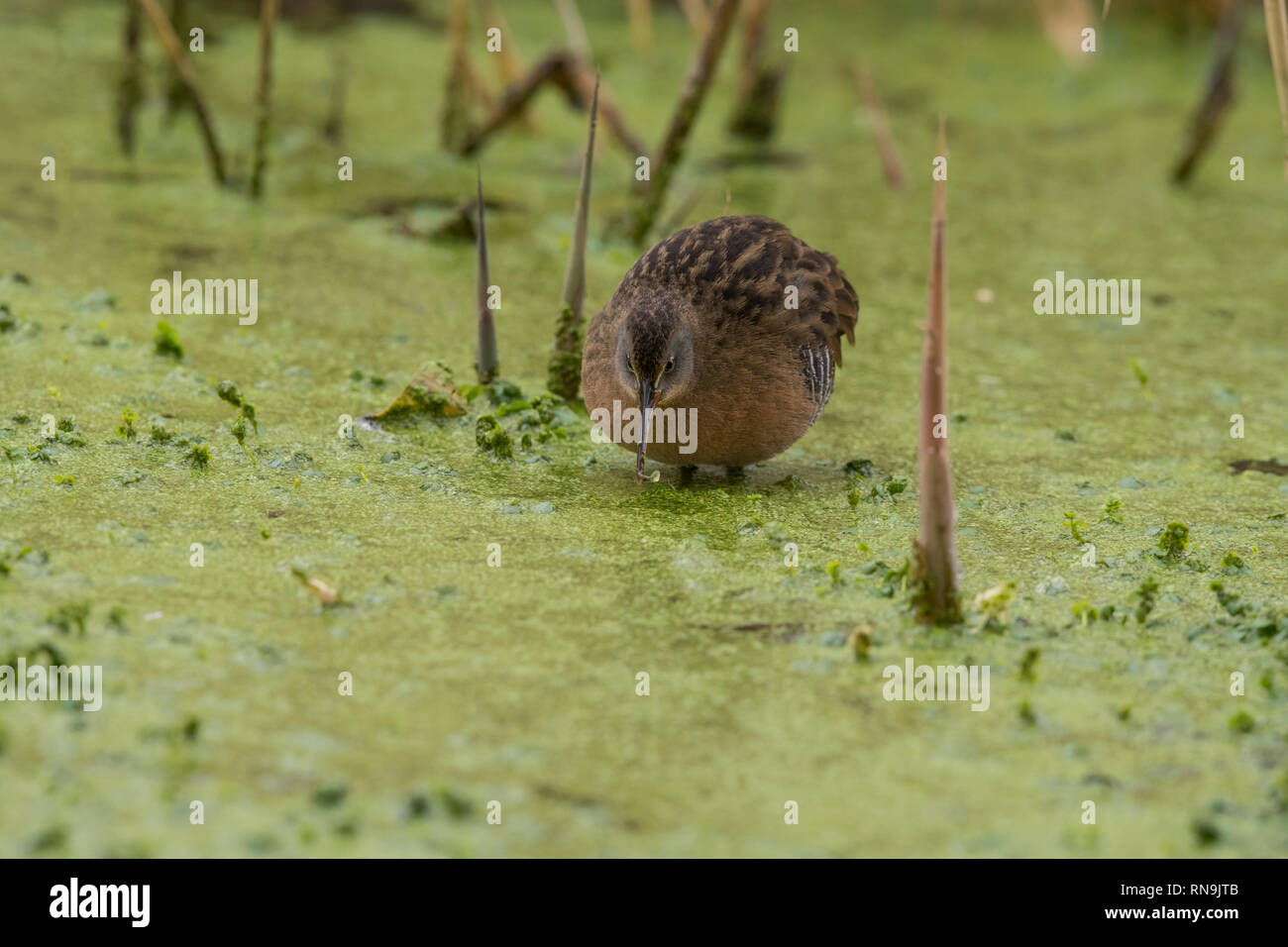 Virginia rampa nel grande lago salato marsh Foto Stock