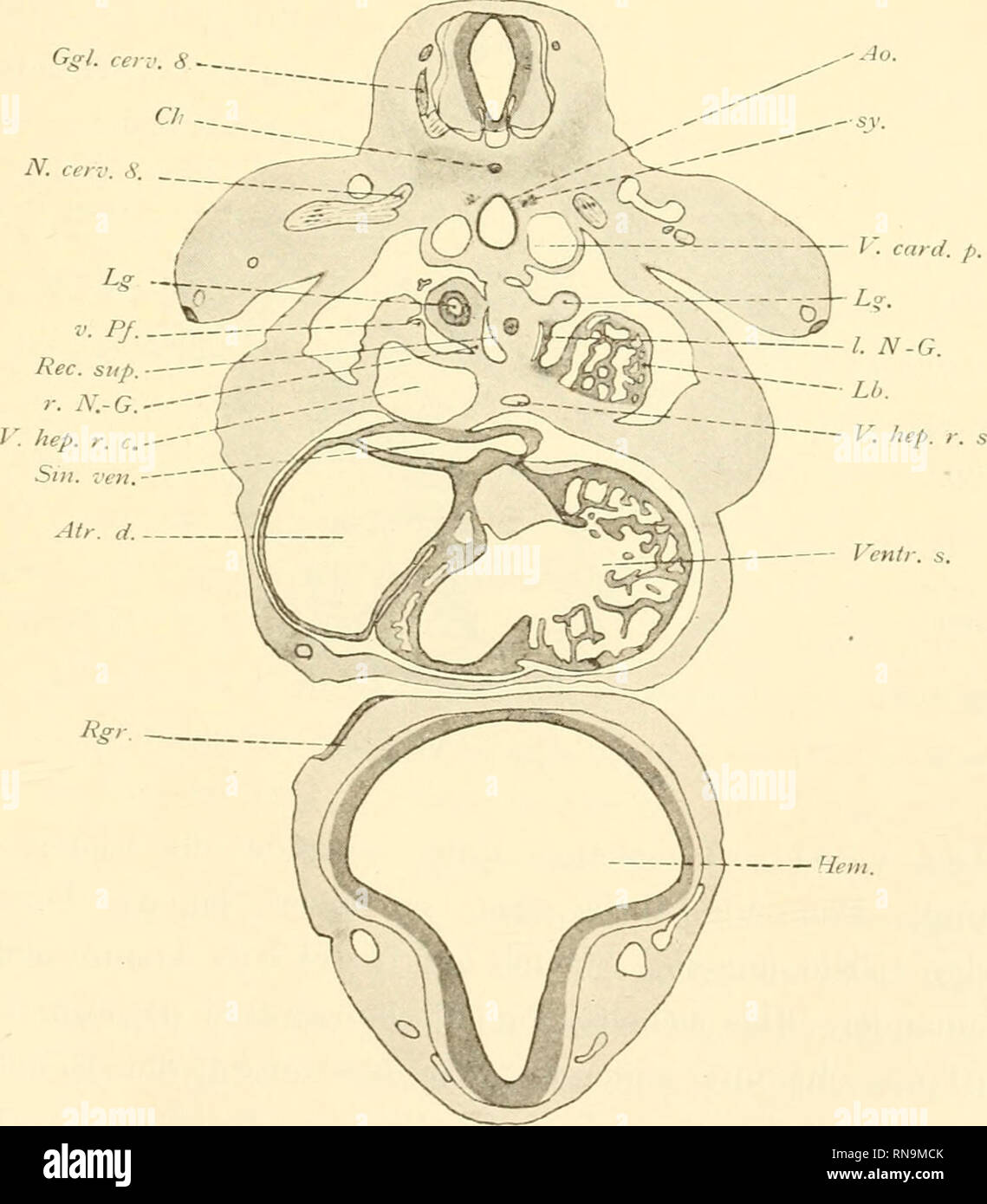 . Anatomische Hefte. Beschreibung eines menschlichen Emhrvo ecc. 449 peritonealis und den dorsalen Zwerchfellpfeiler des embrione 11 (Textlig. 19 u. 20) lehrt, dass dort vielfach derartige Bildungen vorkommen. Eine sichere Entscheidung in dieser Frage ist jedenfalls noch nicht zu treffen, solange nicht die Entwicklung der fraglichen Bildungen festgestellt ist. Herz und Gefässe. Das Herz (Textfig. 5, 6, 13-16, 24, 25) entspricht circuizione Ausbildung nach einer Zwischenstufe zwischen Stadium 4 und 5 der nato'sehen ModeJlserie von Kaninchenembryonen. Die Fig. 24.. (Schnitt 332). Vrgr. 20.. Si prega di notare Foto Stock