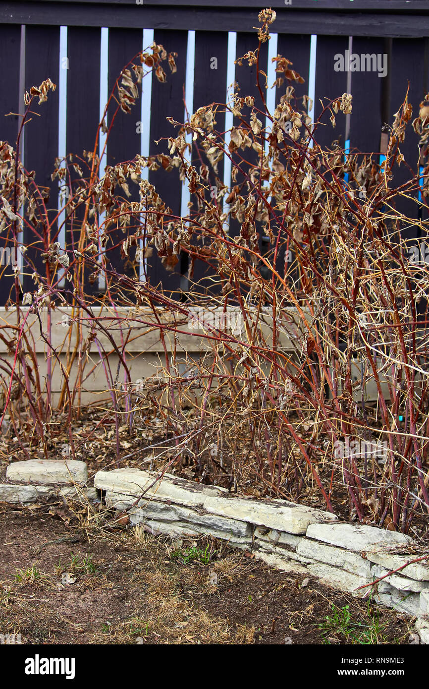 Rapsberry dormienti canne in primavera pronta per essere tagliata Foto Stock