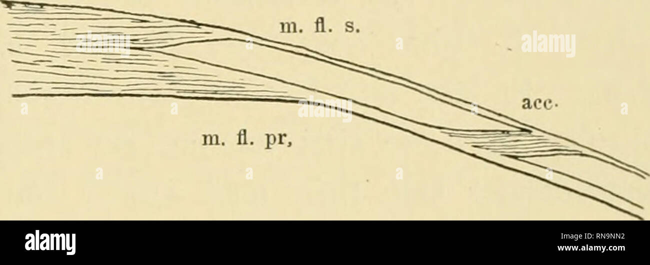 . Anatomische Hefte. Die kurzen Muskeln und die langen Beugemuskeln der Säugetierhand. 59 M. flex. dig. long. prof. getrennt und entspringt hauptsächlich von dessen Oberfläche sehniger etwas oberhalb des Carpal- kanals. Könnte man sich vielleicht denken, dass diese Muskel- bündel, die von den einzelnen Sehnen des tieCen Beugers in Vola rnanus entspringen, nur distale Ursprungsköpfe des Ober- flächlichen Beugers bilden? Zugunsten dieser Auffassung spricht auch die innervazione gleichartige. Von diesen drei Möglichkeiten erscheint mir die zuletzt an- geführte am ehesten annehmbar. Der schräge Ver Foto Stock