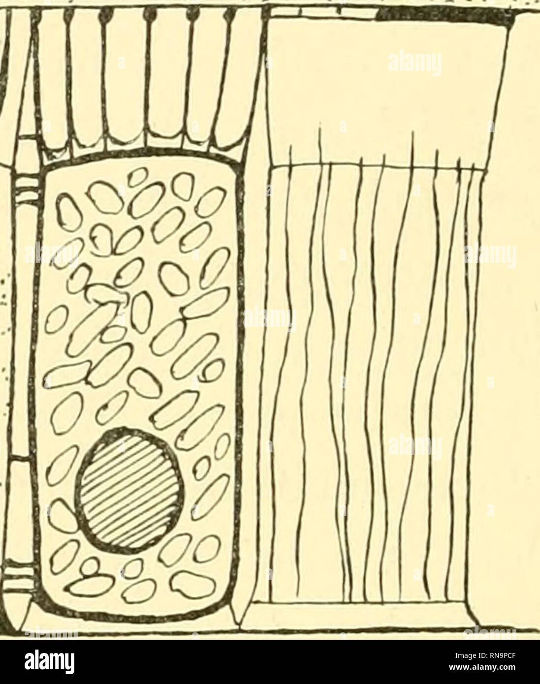 . Anatomische Hefte. m. Fig. 1. Drei Epidermiszellen von Amfioxus. Schematisch. Zwei davon durchgeschnitten, eine von der Oberfläche gesehen. C. Cuticula. D. Deckplatte. B. Basalplatte. Cr. Corium. brücken, 2. die sogenannte Deckplatte der Freien oberen Fläche der Zellen, 3. die darauf Cuticularschichte liegende und endlich 4. die sogen. Basalplatte. 1. Die Zellmembran. Die Zellmembran der Epidermiszellen von Amphioxus hat bisher wenig Beachtung gefunden. Joseph (1902, S. 35) er- wähnt sie als "eine dünne äussere Ectoplasmaschichte, die etwas dichter und stärker färbbar erscheint". K. S. Foto Stock