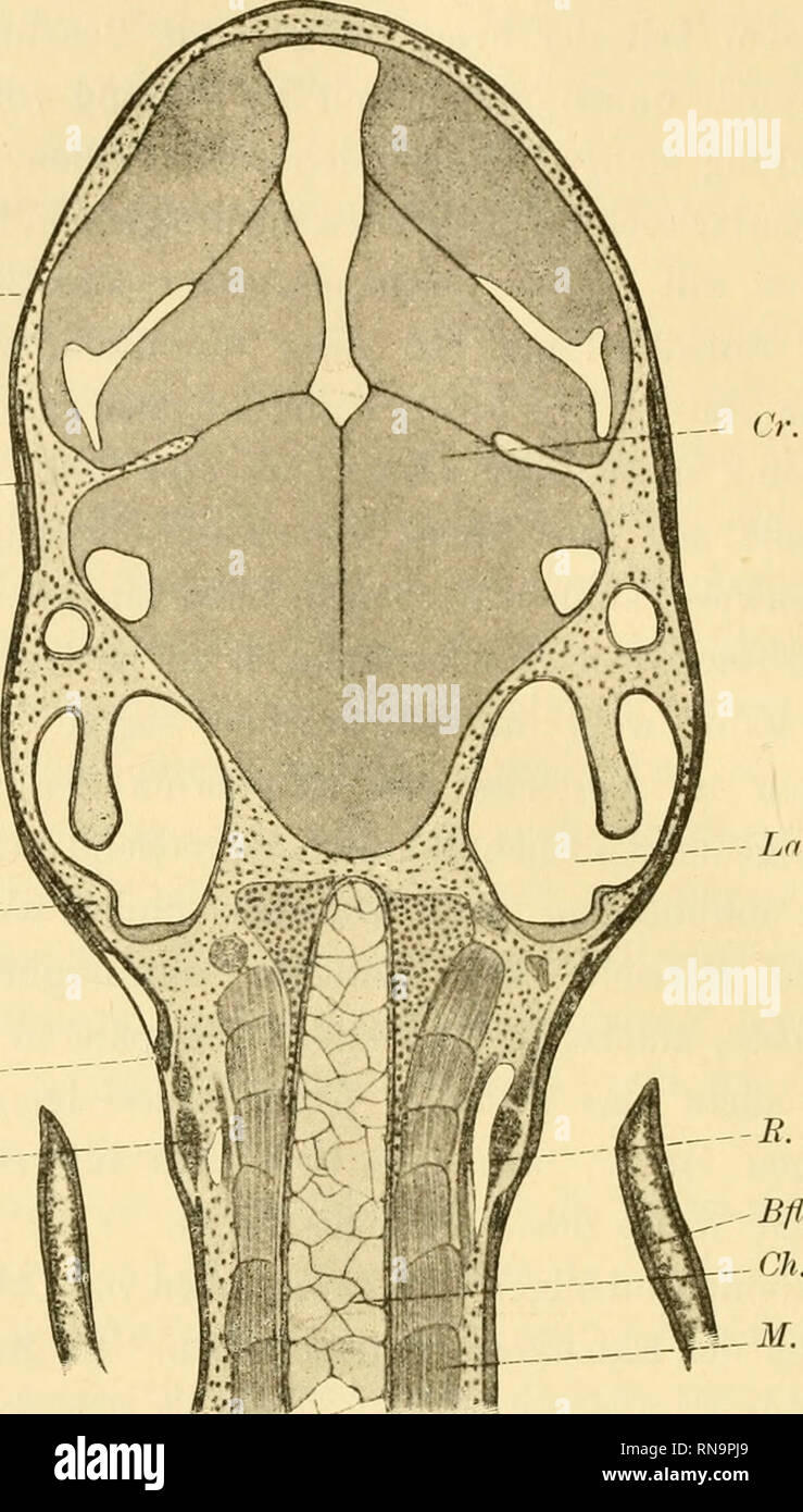 . Anatomische Hefte. 270 AUREL von SZILY. Textfigur 1. /?:,,. Il Par. Squ. - Cl. - Sci. -. Lab, ^-R.lat. Teil eines Horizontalschnittes durch einen Forellen-Embryo 59 Tage nach der Befruchtung. Ep. Epidermide; Par. Ablamellierung in der Gegend des späteren parietale; Squ. Ablamellierung in der Gegend des späteren Squamosum ; cl. Ablamellierung in der Gegend des späteren Cleithrum und Supracleithrale; Sci. Skleroblastenlager der Deckknochen des Schultergürtels; . lat. Eamus lat. nervi vagi; Lab. Labyrinthanlage: M. Rumpfmuskulatur; Ch. Chorda; Cr. Cervello; Bfl. Brustflosse.. Si prega di notare che queste Foto Stock
