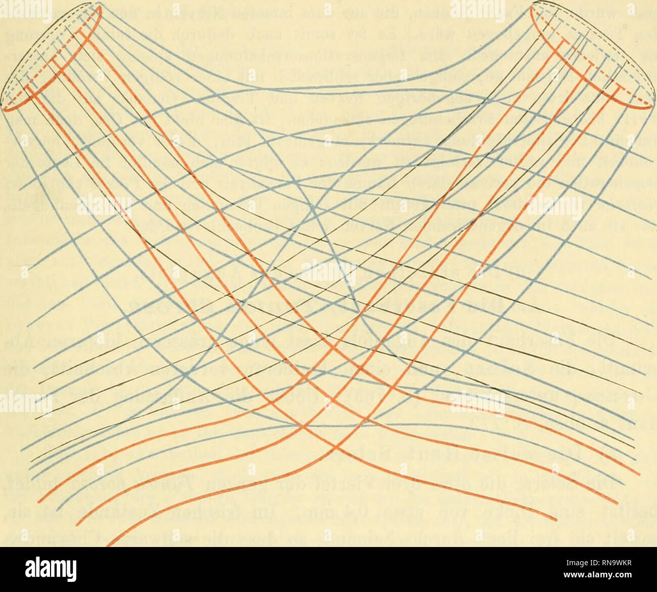 . Anatomie des Frosches. Le rane; anfibi. Bau des Sehnerven, 775 endlich kreuzen sich einfach unter stumpfen/Winkeln (Fig. 183, schwarze Bündel). Infolge des unregelmässigen Verlaufes der Bündel in den mittleren Zonen gehen einige Bündel allein während ihres Verlaufes von der Retina bis in den Tractus opticus eine dreifache Kreuzung ein. Denn erstens kreuzen sich die Bündel beider Nerven gegenseitig im Chiasma, zweitens vollziehen manche die Fiff. 183.. Verlauf der Faserbüiidel Chiasma im von Eana esculenta. Nach F. Fritz. Schwarz: ventralste, blau: mittlere, Roth: dorsale Bündel. eben angef Foto Stock
