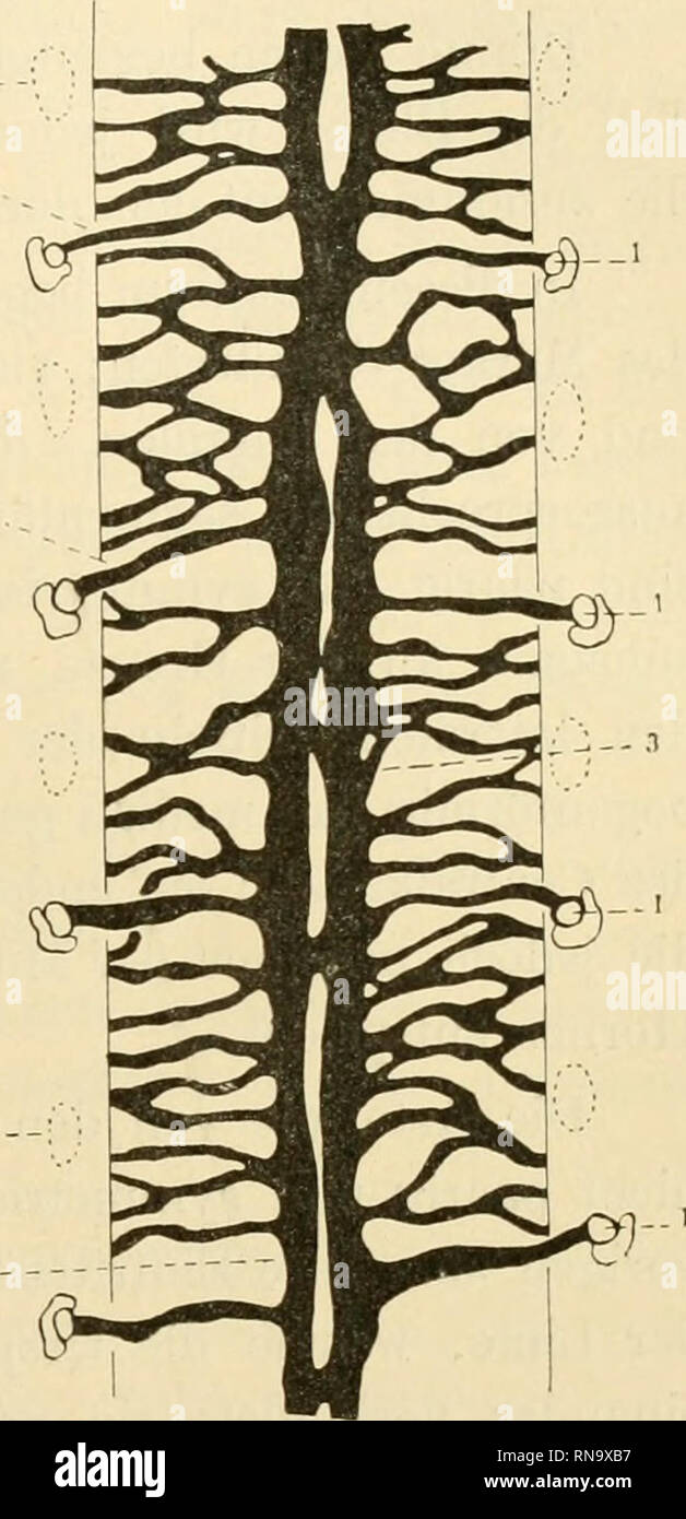 . Anatomische Hefte. Die Blutgefässe des Rückenmarks. 247 arterioso primitivus, der verhältnismässig dicker ist die als bei dem 34 mm langen embrione von Acanthias essere- schriebenen Tractus sind. Die Tr actus arter. primit. zeigen den gleichen Charakter wie der eben erwähnte embrione, Sie sind jedoch einander sehr genähert (vergl. Fig. 11 Testo im), da sie im Mittel kaum 0,004 - 0,006 mm von- einander entfernt sind; un vielen Strecken stehen sie direkt mit- einander in Berührung und un anderen tritt ein einziger onu- paarer und medianer, sehr dicker und ventralwärts zusammenge- drückter Stamm un ihre Foto Stock