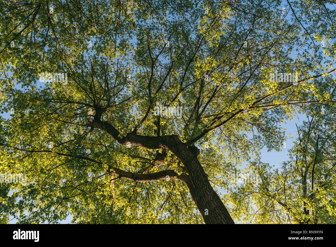 Vista di un colore verde brillante molla albero dal basso verso l'alto. Illuminata dal sole luminoso Foto Stock