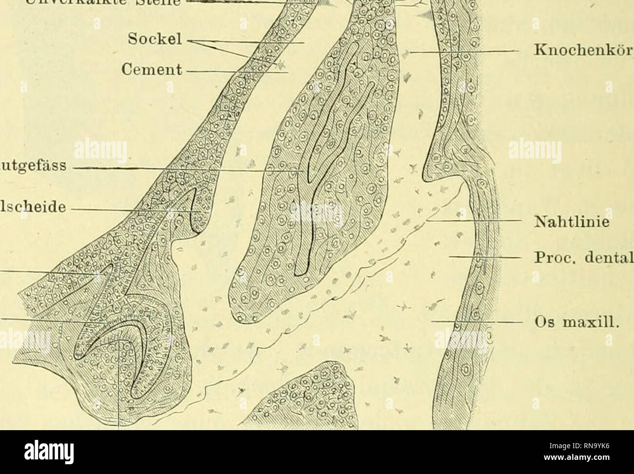 . Anatomie des Frosches. Le rane; anfibi. Unverkalkte Stelle Epithelscheide Knochenkörp. Ersatzleiste Schmelzmembran. Blutgefäss Epithelscheide Os maxill. Senkrechter Beservezahn Durchschnitt durch einen Oberkieferzahn vom Frosch. 70 Mal vergrössert. Nach O. Hertwig. Röhrennetz bildend. In den oberflächlichen Zahnbeinschichten finden sich einige Interglobularräume. Die der Pulpahöhle zugekehrte Innenwand des Zahnbeins ist nicht glatt, sondern mit vorspringenden Kugeln und Zacken besetzt. b) Der Schmelz überzieht die Oberfläche der Zahnkrone bis zur Mitte herab in dünner, nach abwärts noch se Foto Stock