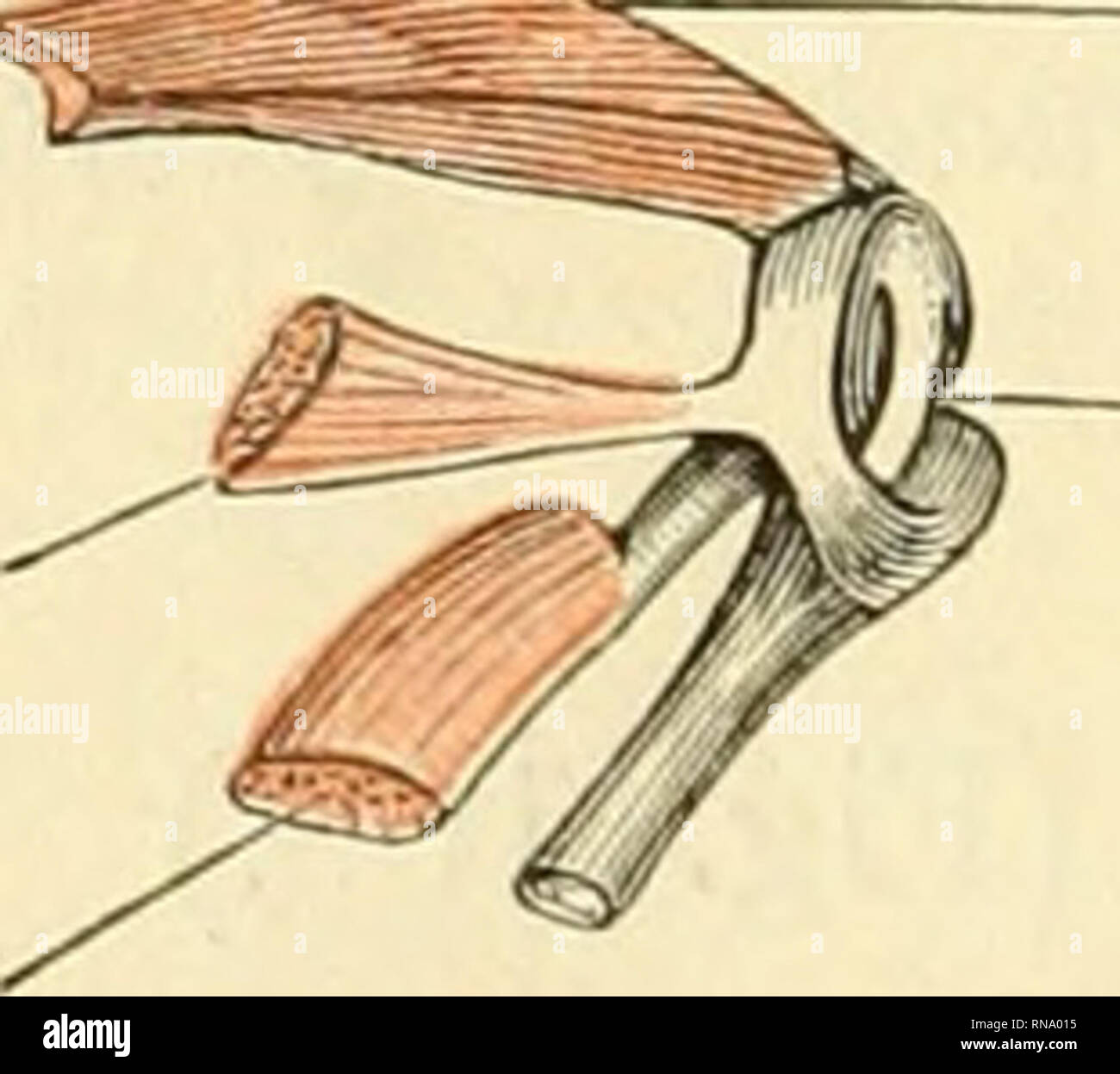 . Anatomie des Frosches. Rana; anfibi. Lig. lat. nagn. (Cap. acc.) II -fib. Impianto, lungo. Kurze Muskeln am dorsalen und lateralen Umfange des rechten Hüftgelenkes. Ansatz des M. ileo - fibularis am äusseren Umfange des Kniegelenkes. (Der oberflächliche Ursprung des Plan- taris longus ist entfernt.). Aggiungi. magn. Si prega di notare che queste immagini vengono estratte dalla pagina sottoposta a scansione di immagini che possono essere state migliorate digitalmente per la leggibilità - Colorazione e aspetto di queste illustrazioni potrebbero non perfettamente assomigliano al lavoro originale. Ecker, Alexander, 1816-1887. Braunschweig, F. Vieweg Foto Stock