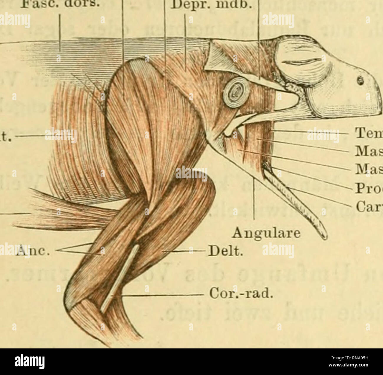 . Anatomie des Frosches. Rana; anfibi. Muskeln der vorderen Extremität. 1 15 Este. dors. Fig. 84. Lat. dors. Dors.scap. Pr0c. zyg. o. ty. Depr. mdb. (Subaiicoiiaeus), von der dorsalen Fläche des distalen Humerusendes zwischen (i[&GT;. mediale und entspringend laterale. Sämmtliche Ursprungs- köpfe vereinigen sich zu einem starken Muskel, welcher die obere und die beiden Seiten- flächen des Omero deckt und in eine Sehne übergeht, die, sich mit der Kapsel des Ellenbogen- gelenkes verbindend, am proximalen Ende des ulnaren Theiles des anti- brachium ansetzt. In der Wand der Kapsel ist da, w Foto Stock