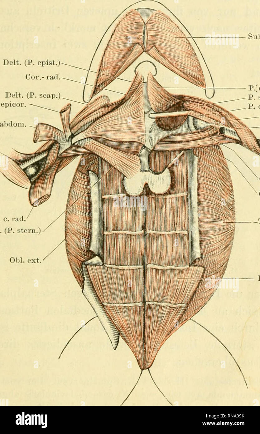 . Anatomie des Frosches. Rana; anfibi. ]L uskeln des Bau ch es. 12!!! Ihm aber eine Stelle unter den Bauchmuskeln un. Der ihn innervirende Nerv sendet einen anderen kräftigeren Ast in den untersten Theil des Obliquus externus, und als hinterste abgelöste Partie dieses Muskels dürfte der Cutaneus addominali betrachten zu sein. .1/. rectus addominali. (Figg. 65, 66). M. rectus addominali, Ecker, Nr. 28. Pubio-thoracique, Duges, Nr. 52. Dieser platte, seitwärts von der Mittellinie ventralen gelegene Muskel zieht vom Becken aus nach vorn zum sterno, un dein jedoch Fisr. 71. Delt. (P. epist.) Cor. Foto Stock