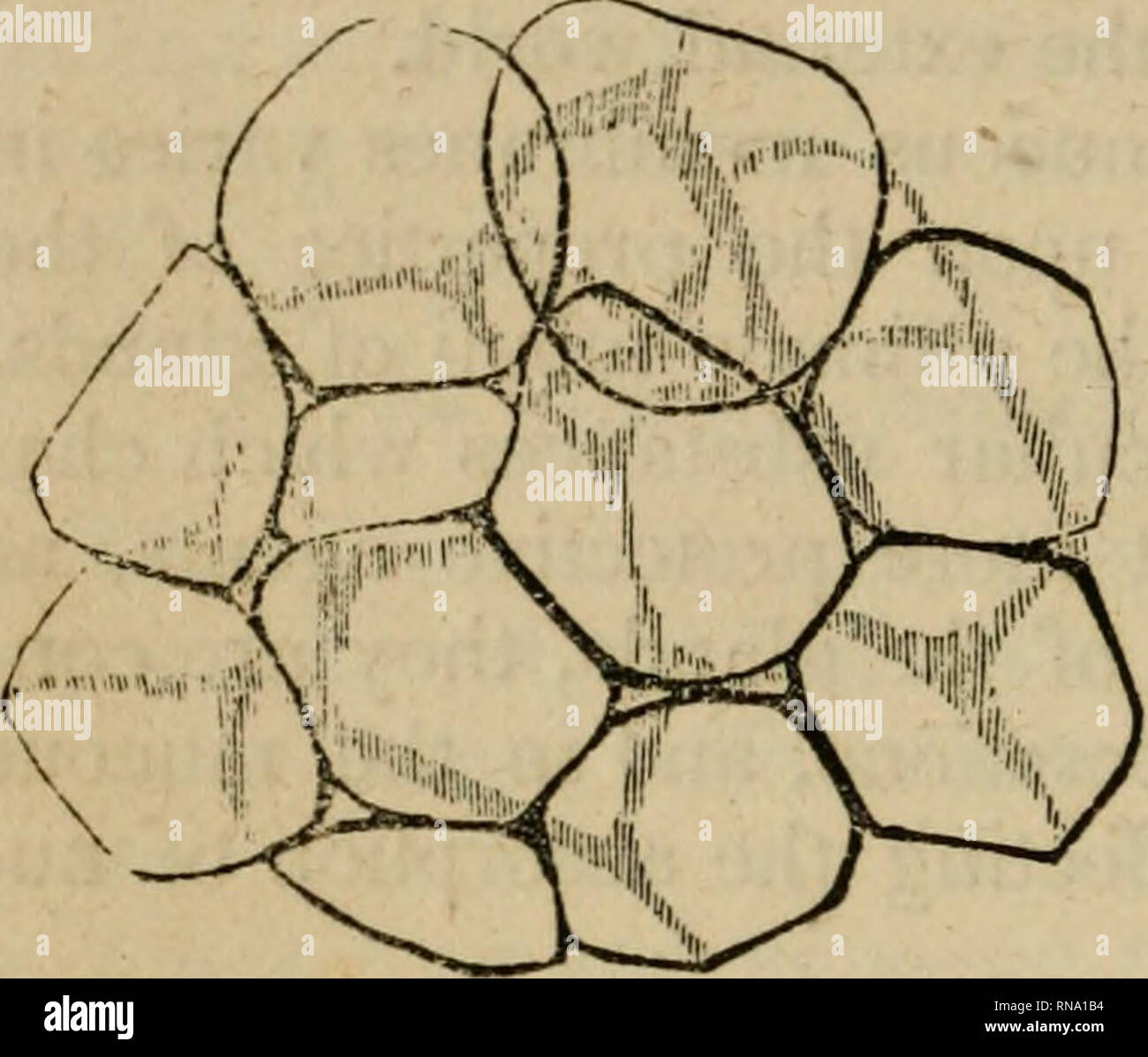 . Un compendio analitico dei vari rami della scienza medica, per l'uso e l'esame degli studenti. Anatomia e fisiologia; chirurgia; Ostetricia; medicina; Materia Medica. 32 fisiologia. Fig. 7.. Questo tessuto è generalmente diffusa su tutto il corpo sia nel tessuto areolare, o in piccoli gruppi contemplati dalla busta comnion; e anche nei casi di deperimento grande vi è qualche grasso sempre sinistra, soprattutto alla base del cuore, intorno alle grandi navi, &amp;c. Fat-cellule sono di forma sferica o sferoidale; quando pressata strettamente al- gether assumono una forma poliedrica. (Fig. 7.) Grandi m Foto Stock