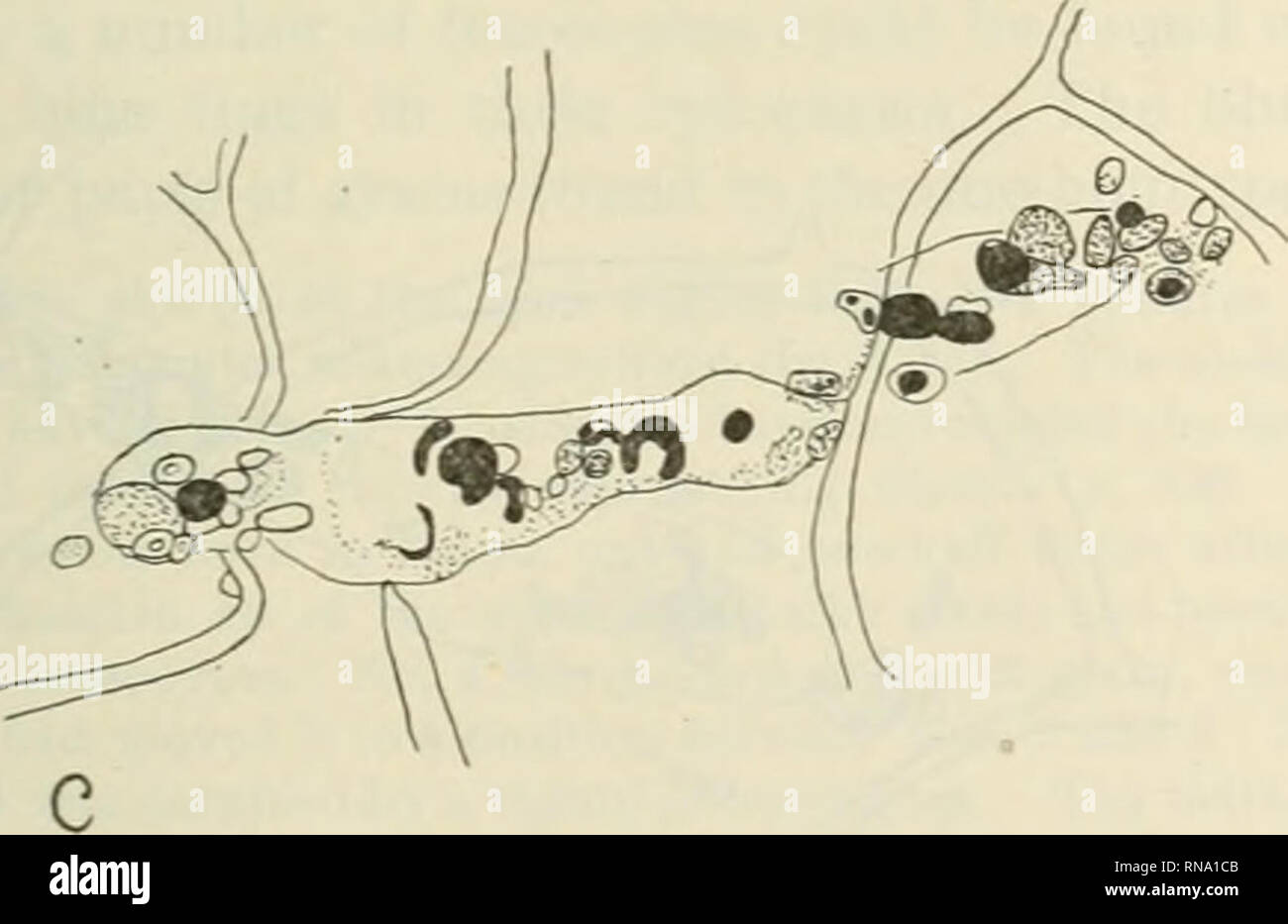 . Il record di anatomica 1922-1923. Anatomia. Fig. 1 A. Telecamera-lucida schizzo della pinna ventrale di un froglarva immediatamente dopo la iniezione di semicooked fecole di arrow-root. Grani di amido sono ombreggiate, leucociti in profilo. Lym., linfatico; B.V., vaso sanguigno. X 105. B. fotocamera-lucida schizzo della stessa regione un'ora più tardi. Leucociti migrano verso l'amido. La parte di amido è già stato ripreso dai leucociti. X 105. C. stesso, dopo fi.xation in iodio. Il limite di spazio libero attorno alla zona di iniezione è indicata da una linea. Le porzioni colorate in blu con iodio sono visualizza Foto Stock