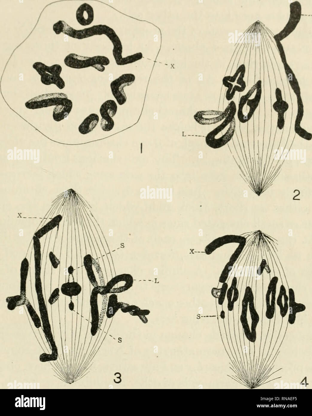 . Il record di anatomica. Anatomia; Anatomia. DI.MOKl'lllS.M IN Sl'EUMATOZOA di M-X'TniUfi 407 con esso. Sembra probabile, dalle prove in liaud attualmente, casse thiit piegare t(M-ininal porzione è niei-oly la fine di uno dei tlie tutti li^jmcs erano (li;iii con il iiiil di :i c';iiu(M';i lucidii iindtT :i iiianiiiliciitioii di :ih(uit l.")(K) (liiinu'tcis: essi havo stato ridotto uno-hidf. L'anello Uunc-.shiiped ehroinosonie; N. supermimeriiiy chromosoines; X. X cliromosome.. Fig. 1 prophase tardiva della prima maturazione la mitosi. Figg. 2-4 metafasi della prima maturazione mitosi. uni Foto Stock