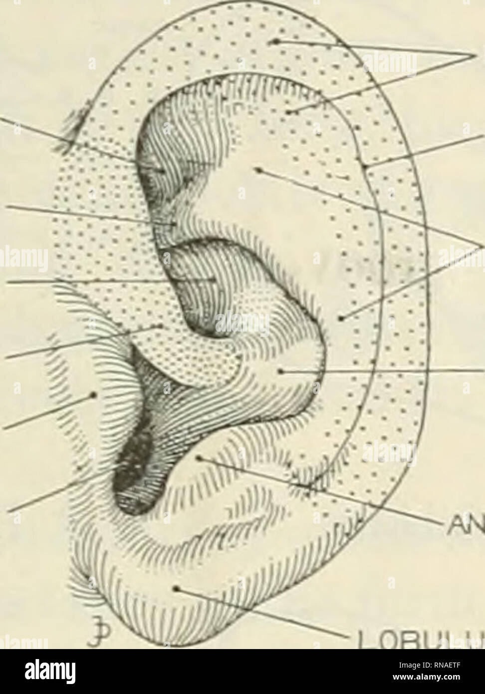 . Il record di anatomica 1922-1923. Anatomia. FOSSA ARTlCULAFllS SUPERIOR PUCA PRINCIPALIS FOSSA ARTIC. INF. CRUS HELICIS TRAGUS MEATO ACUST. EXT.. Elica-SCAPHA TUBERCULUn ANTHELIX ANTITRAGUS 1 2 figg. 1 e 2 adulto umano padiglione auricolare. In figura 1 la cartilagine auricolare è visto dal lato mediano, che mostra i due signori cardinali che ne costituiscono la principale area di contatto con il cranio. In figura 2 si può osservare la cavità (fossae articu- lares) di questi signori cardinali con la plica principalis sporgenti fra di loro come un rafforzamento della cresta. Il fossae articolari sono continue e costituiscono una speci Foto Stock