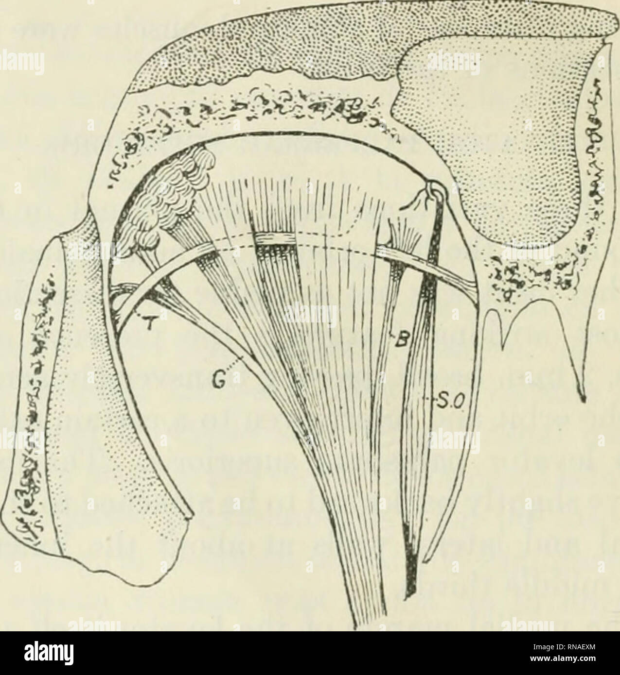 . Il record di anatomica. Anatomia; Anatomia. 144 S. E. WHITNALL vi sono state descritte due anomalie del levator della palpebra superiore: a. Dove il muscolo presenta una propaggine dal suo bordo mediale che passa per la puleggia superiore del muscolo obliquo, la sostituzione o il rafforzamento del normale fasciali espansione della sua guaina a che punto. Questo slittamento muscolare è il tensore di twchleae Budge ('59), e è identico, secondo Macahster, con muscoli descritto da Vesalius, molinetti, Kolmus, Sandifort, e a. Fig. 1 orbita sinistro sezionato dal di sopra per mostrare un anomalo levator j)alpe- b Foto Stock