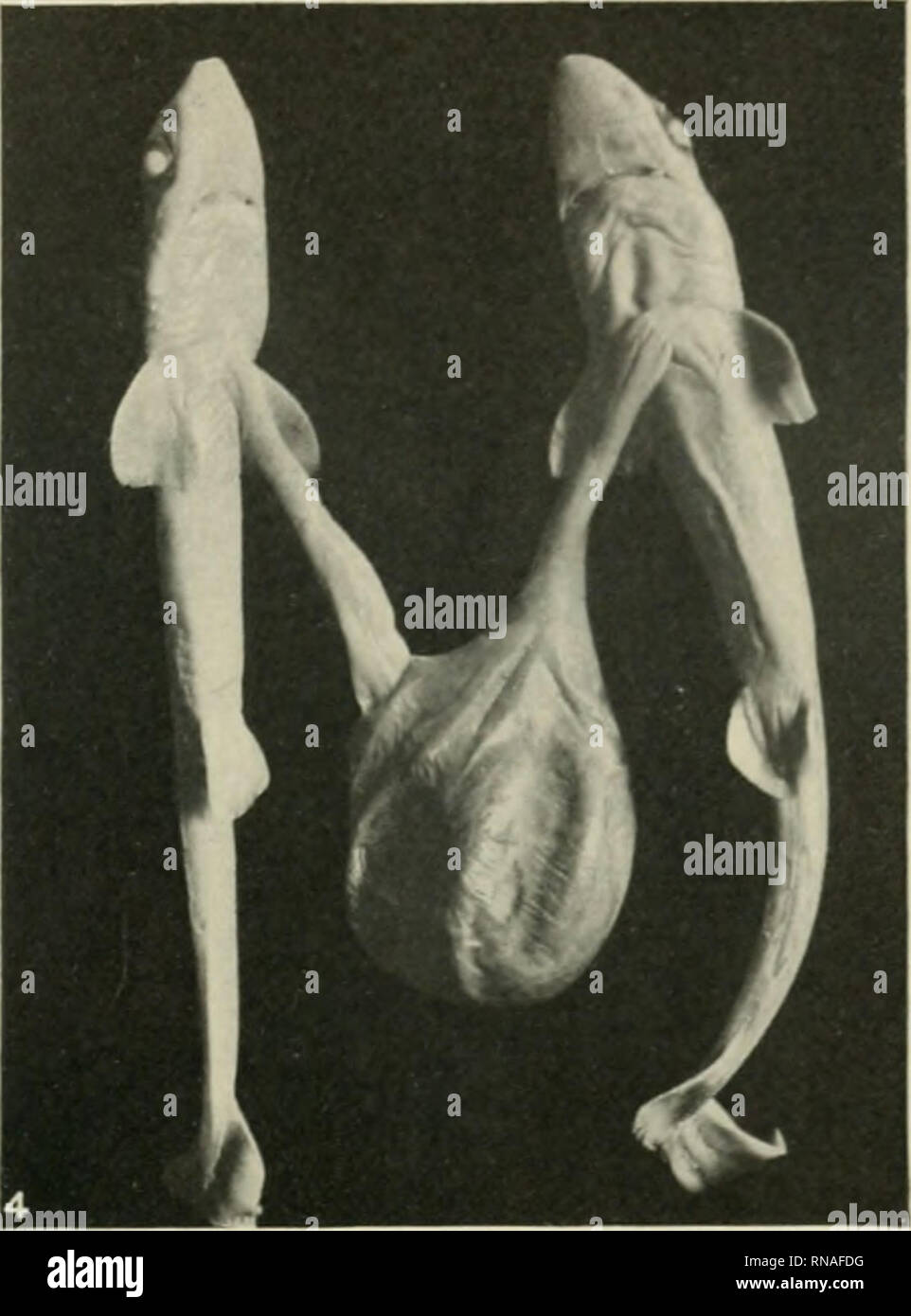 Il record di anatomica. Anatomia; Anatomia. Gemelli IX pesci 369. Fig. 4  Twin gattuccio. X h. Attraverso la gentilezza di ^Ir. George GRIGIO M. del  Marine Bio- Laboratorio logica, 1 ha