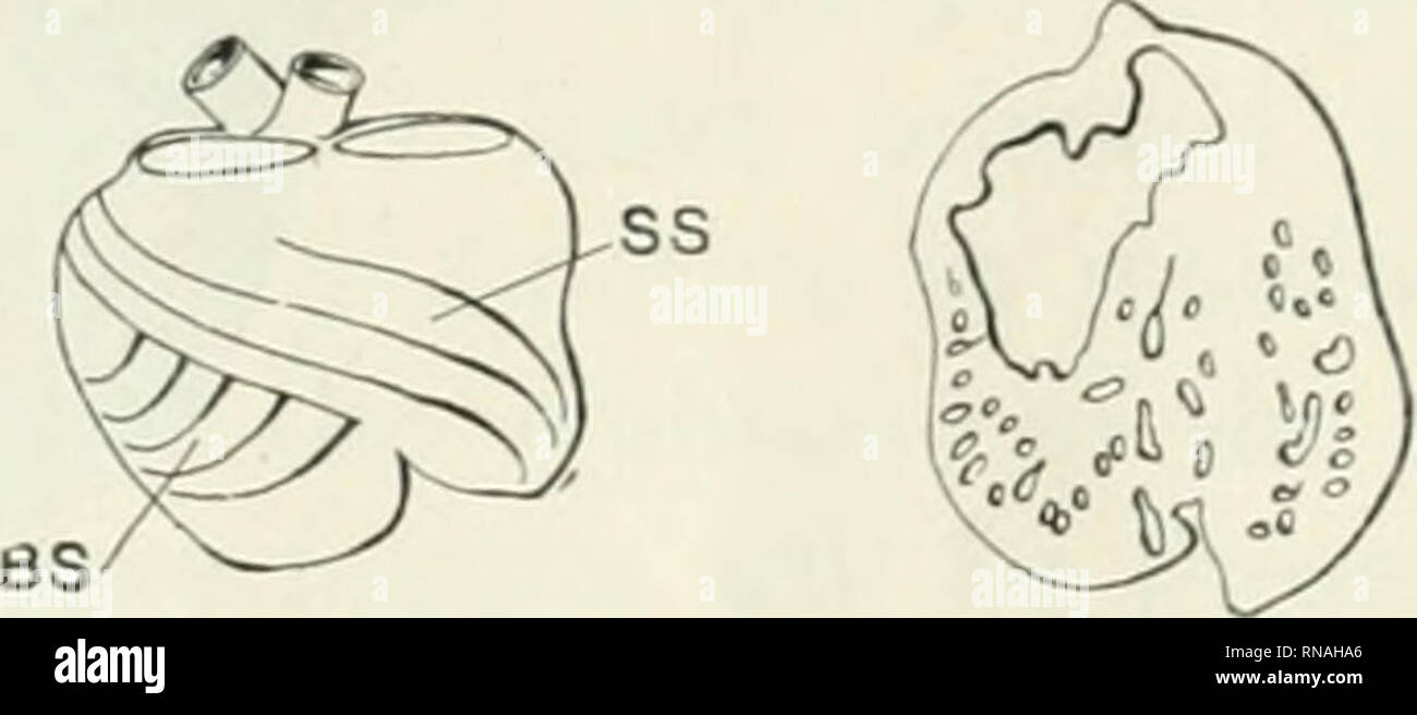 . Il record di anatomica. Anatomia; Anatomia. 10 11 12 Fig. 9 La ricostruzione delle pareti del cuore di un embrj"o 11 mm. lungo (Xo. 353). Il setto atrio-ventricolare e la endocardica laterale cuscini sono tratteggiate. Il forame interventricolare non è mostrato. Ingrandito 12 diametri. Fig. 10 veiw anteriore di un cuore bifido di un embrione 25 mm. lungo (Xo. 118). Fig. 11 vista posteriore del cuore mostrato in fig. 10. Attraverso la dissezione sotto il microscopio binoculare il corso del bulbo-spirale. B S E sino-spirale, S S, nastri di fibre muscolari è stata determinata. Fig. 12 sezione coronale di bifido di cuore in un Foto Stock