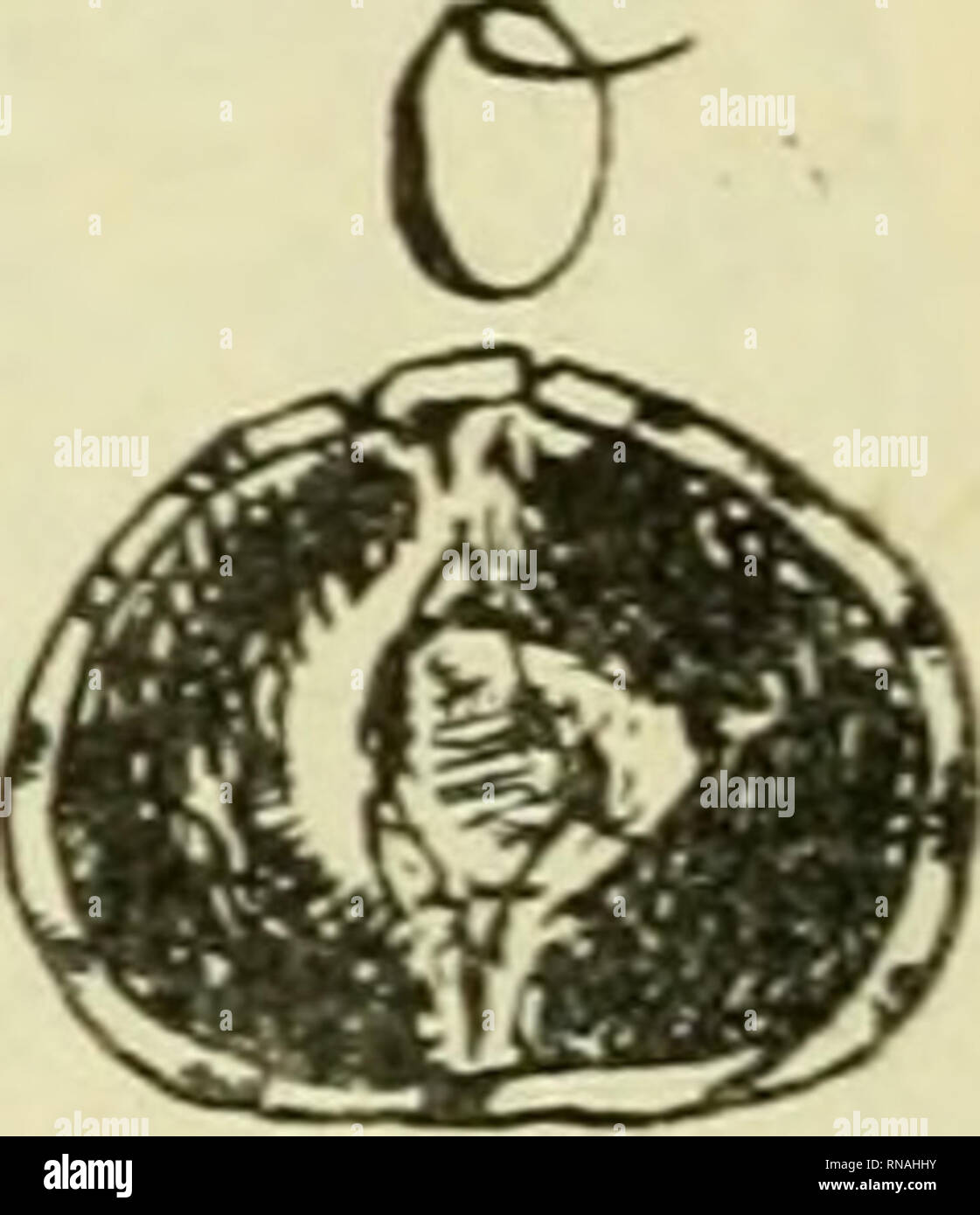 . Anales del Museo Nacional de Buenos Aires. Storia naturale; storia naturale. Fig. 358. ? Necrodasypuü. Morceau d'étui caudale; una, Vu d'en haut; e, vu de cóté; o, vu par le bout antérieur, grossi sei fois. Tertiaire de St. Gérand-le-Puy (Allier). La Francia. Sur les bords antérieur et postérieur des placche laterales, su volt de petites protubérances et une serie de petites perforazioni piliféres comme dans les Tatous. En proporzione de la grosseur de la coda, les placche qui consti- tuent l'étui osseux sont tres épaisses et una superficie ponctuée comme dans les Tatous. Dans sa forme genérale, l'étu Foto Stock