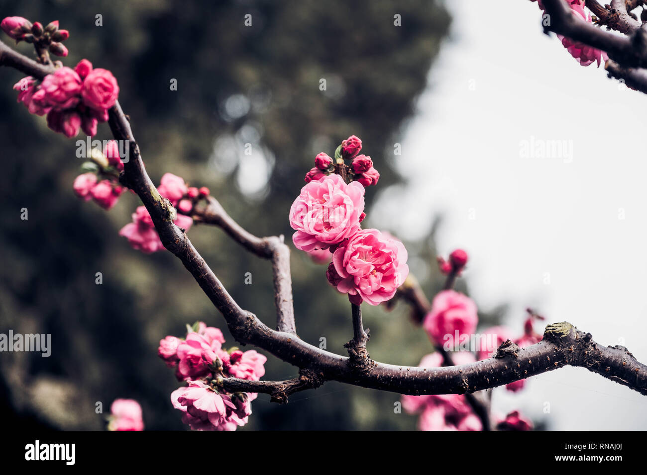 Close up rosa prugna Fiore blossom su albero in primavera,stagionali sfondo naturale.dramtic filtro di tono Foto Stock