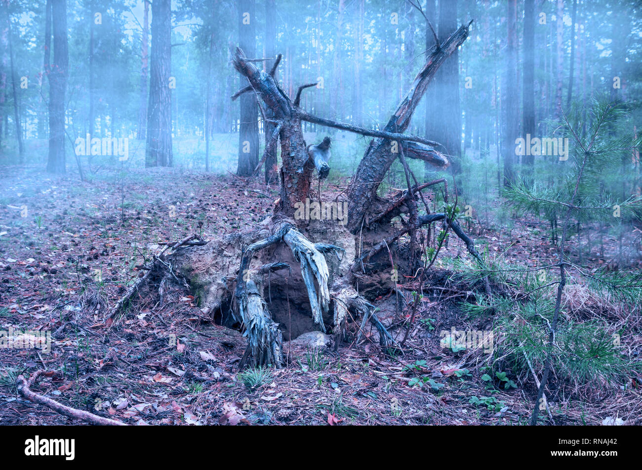 Creepy caduto Pino Twisted radici nella Foresta Misteriosa su un precoce nebbiosa mattina di primavera Foto Stock