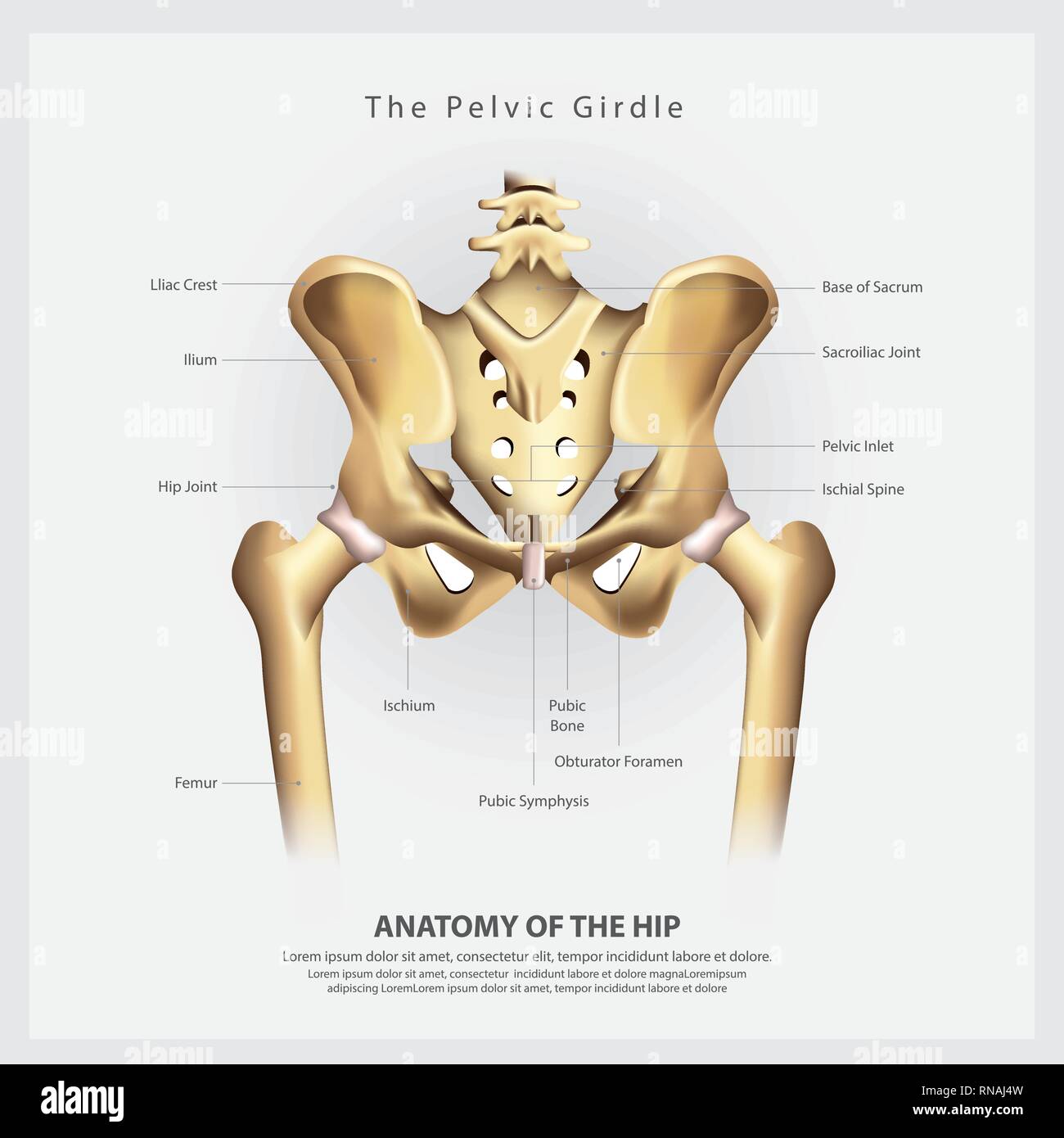 La cintura pelvica di anca umana anatomia ossea illustrazione vettoriale  Immagine e Vettoriale - Alamy