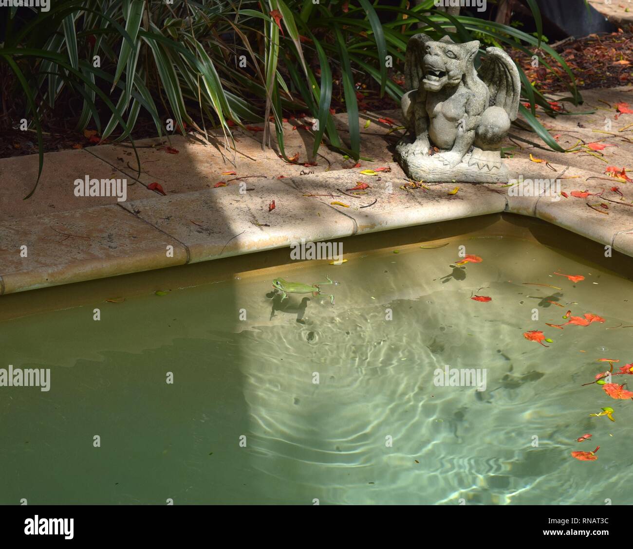 Rana verde nel giardino piscina in una giornata di sole. Foto Stock
