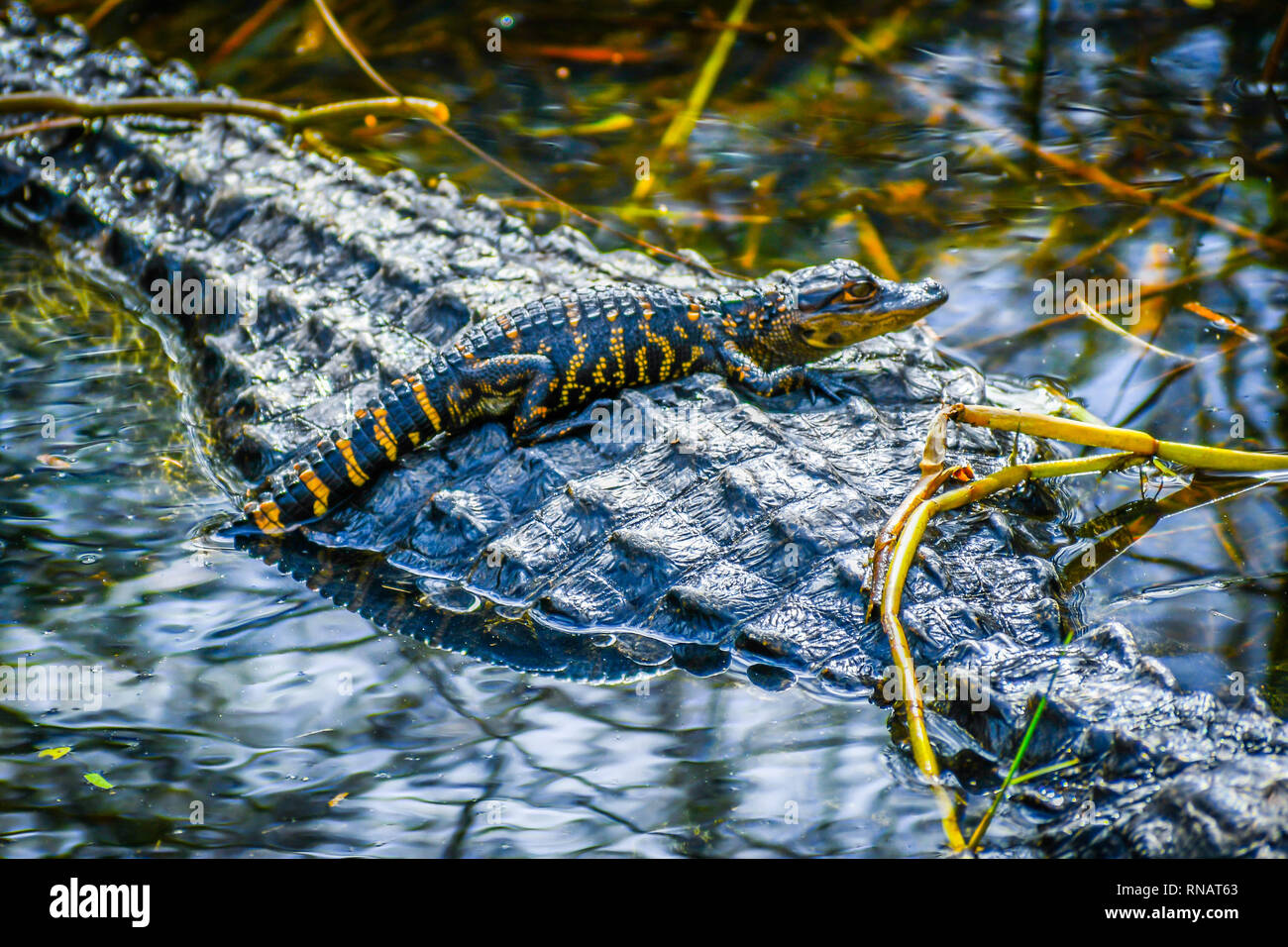 Un grande coccodrillo americano con la sua prole in Miami, Florida Foto Stock