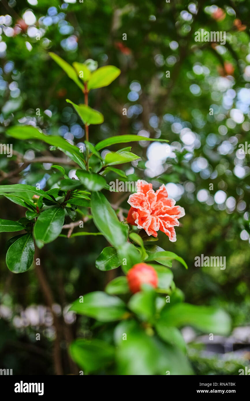 Rosa piccolo fiore e sfondo verde.colorata fioritura di rosa , macro e chiudere fino a alcuni pezzi.bella Piccoli fiori di colore rosa sul verde sfocata Bac Foto Stock