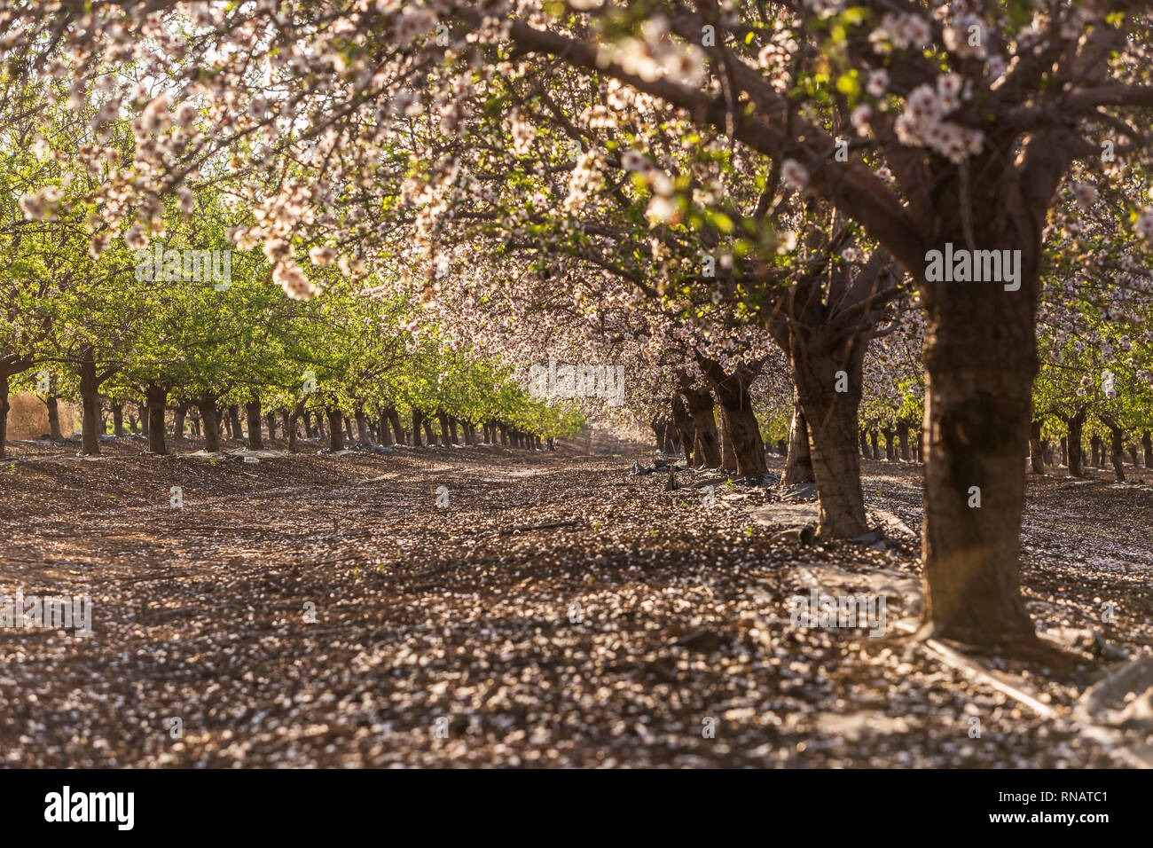 La piantagione di mandorla, Israele Foto Stock