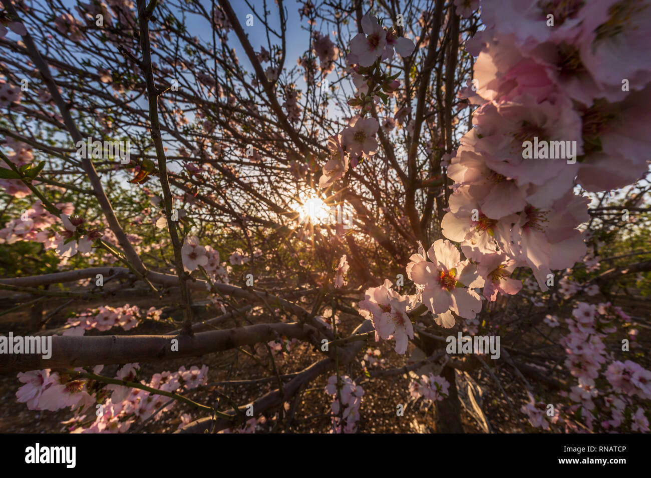 La piantagione di mandorla, Israele Foto Stock