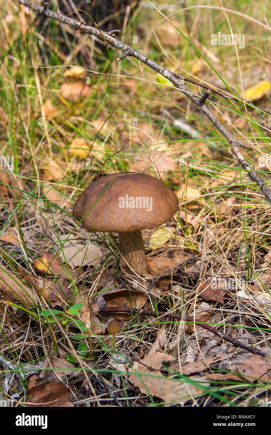 Vista ravvicinata della foresta commestibile fungo tappo marrone boletus crescente nella foresta di autunno tra caduta foglie ed erba. Foto Stock