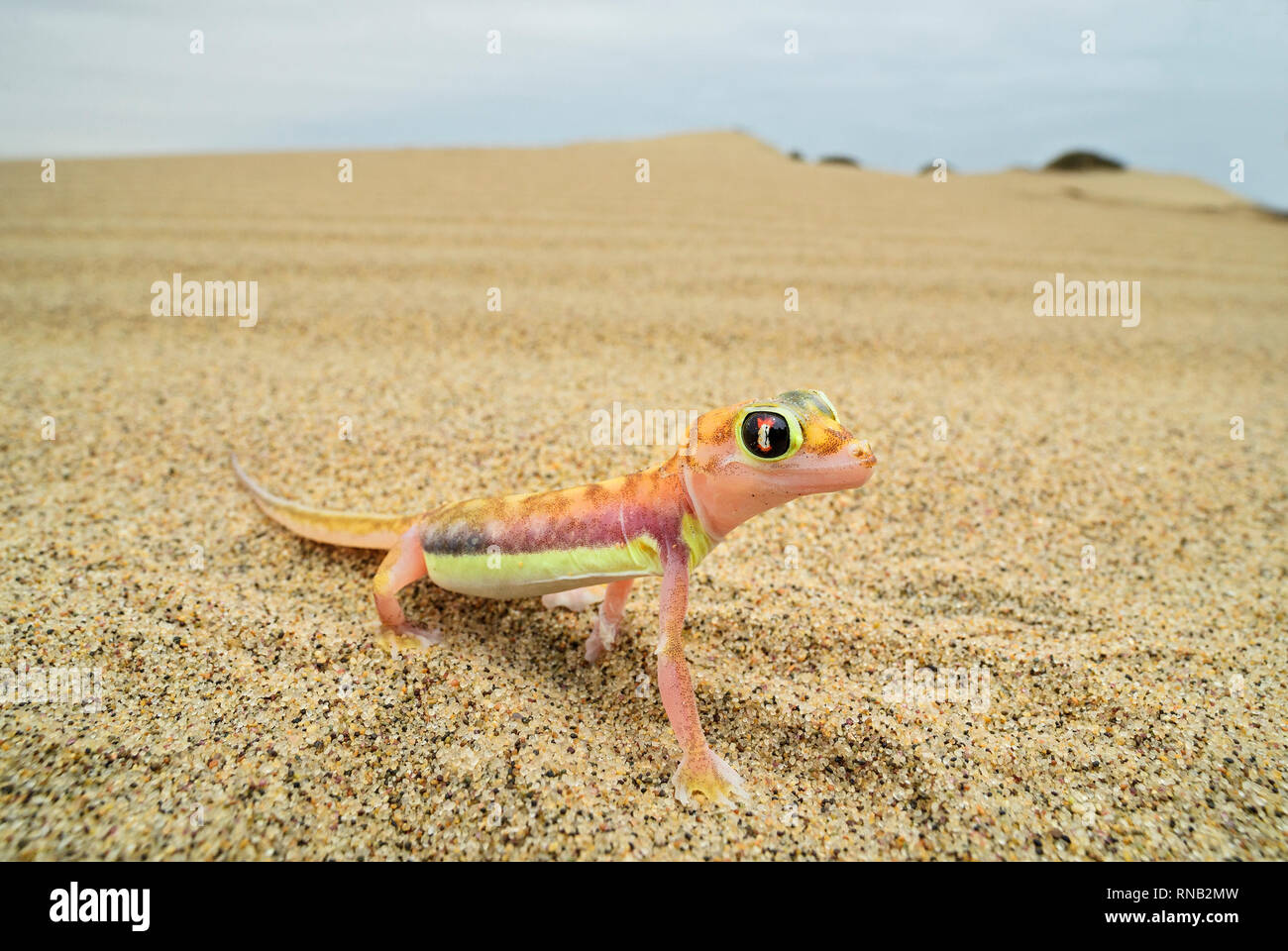 Namib Sand Gecko - blocchi rangei Pachydactylus, splendida piccola lucertola endemica in Africa sudoccidentale, Namib Desert, Walvis Bay, Namibia. Foto Stock