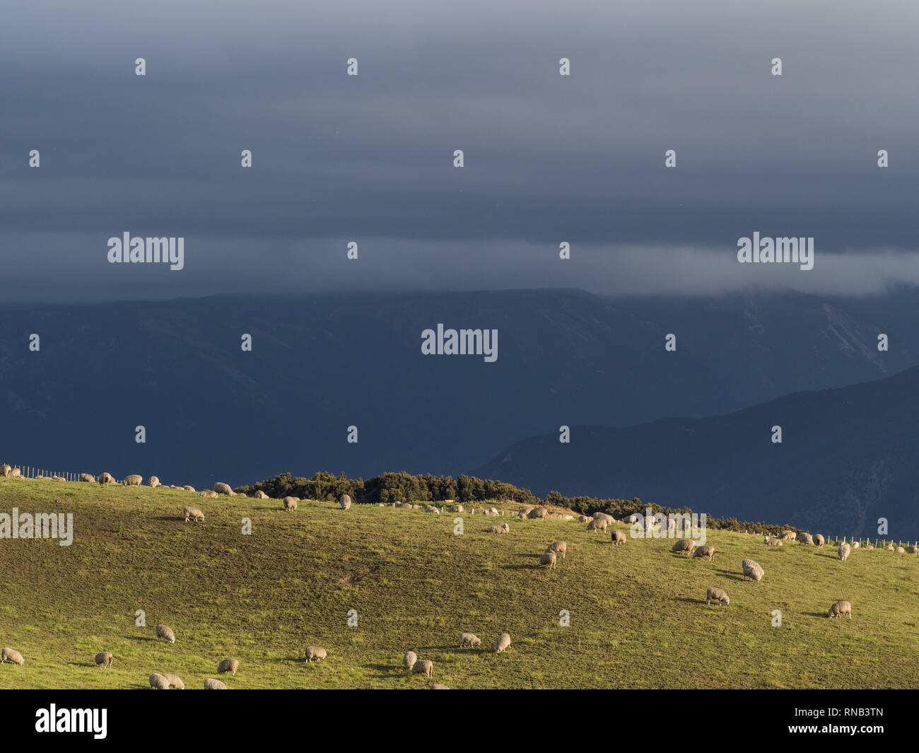 Il pascolo ovino, vista verso lo sparviero intervallo da Taihape Napier strada, navigazione Mokai Patea, Central North Island, Nuova Zelanda Foto Stock