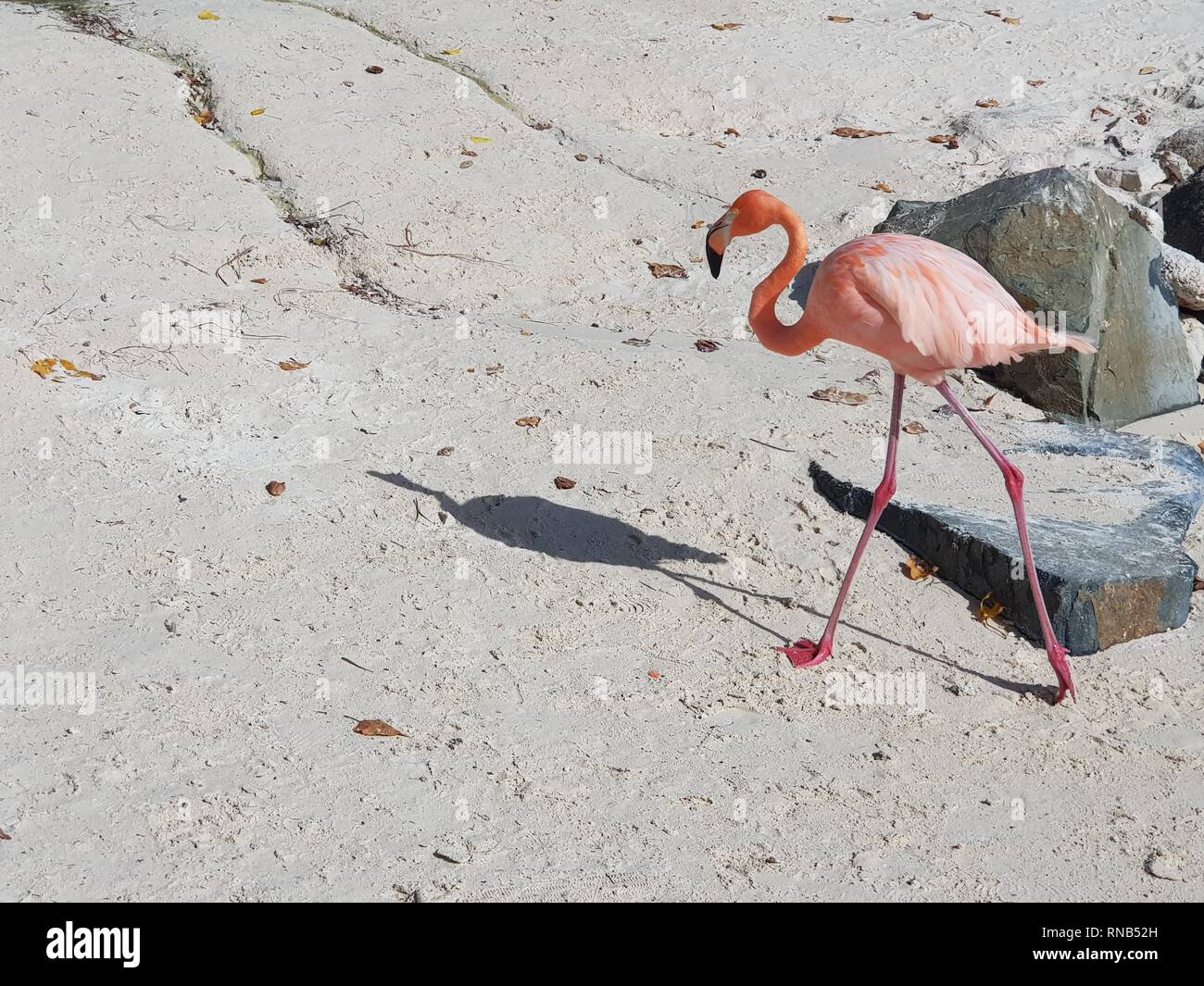 Flamingo in movimento in Aruba Foto Stock