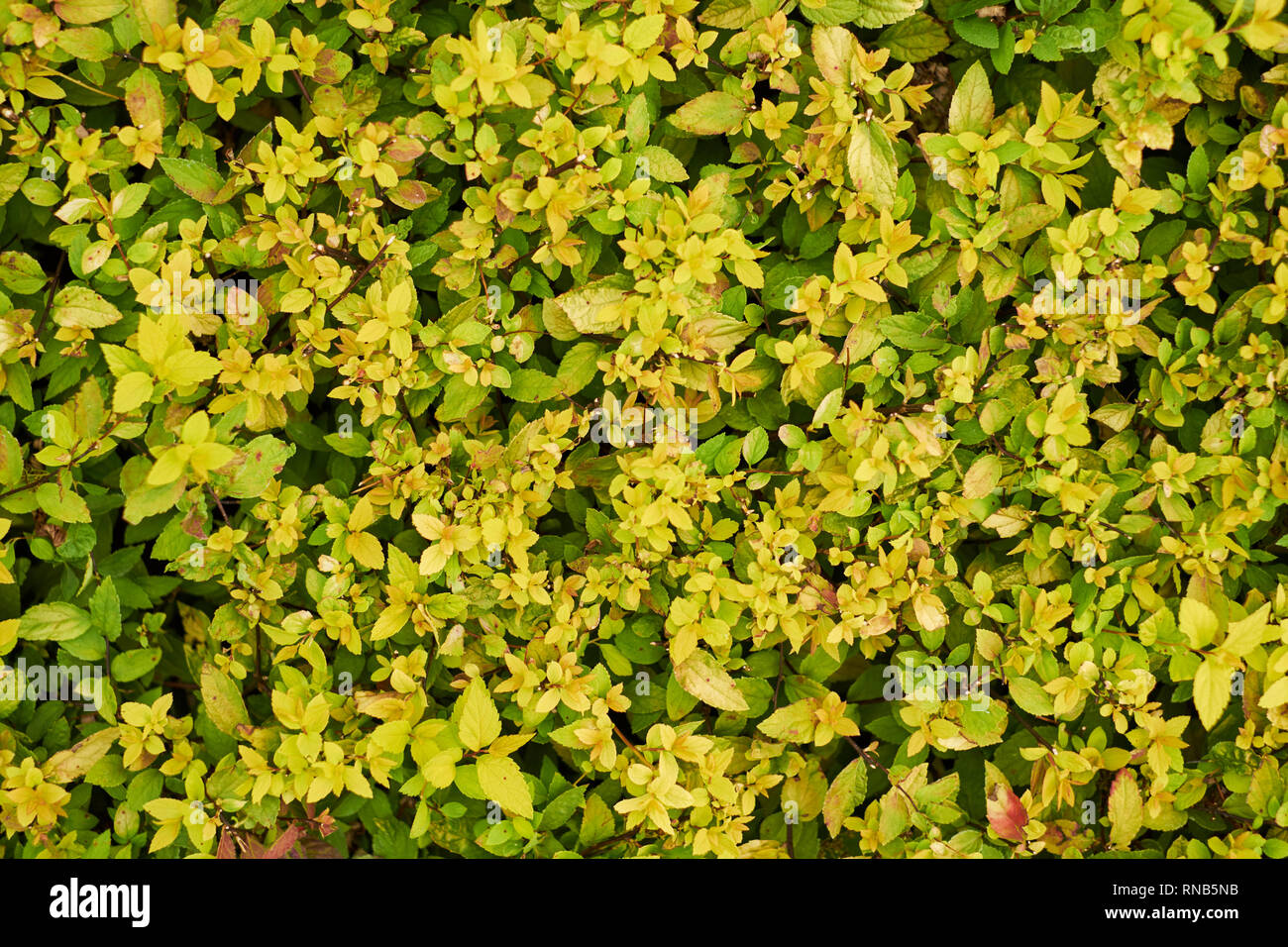 Arbusti ornamentali ,sfondo verde arbusti di parete bush Foto Stock